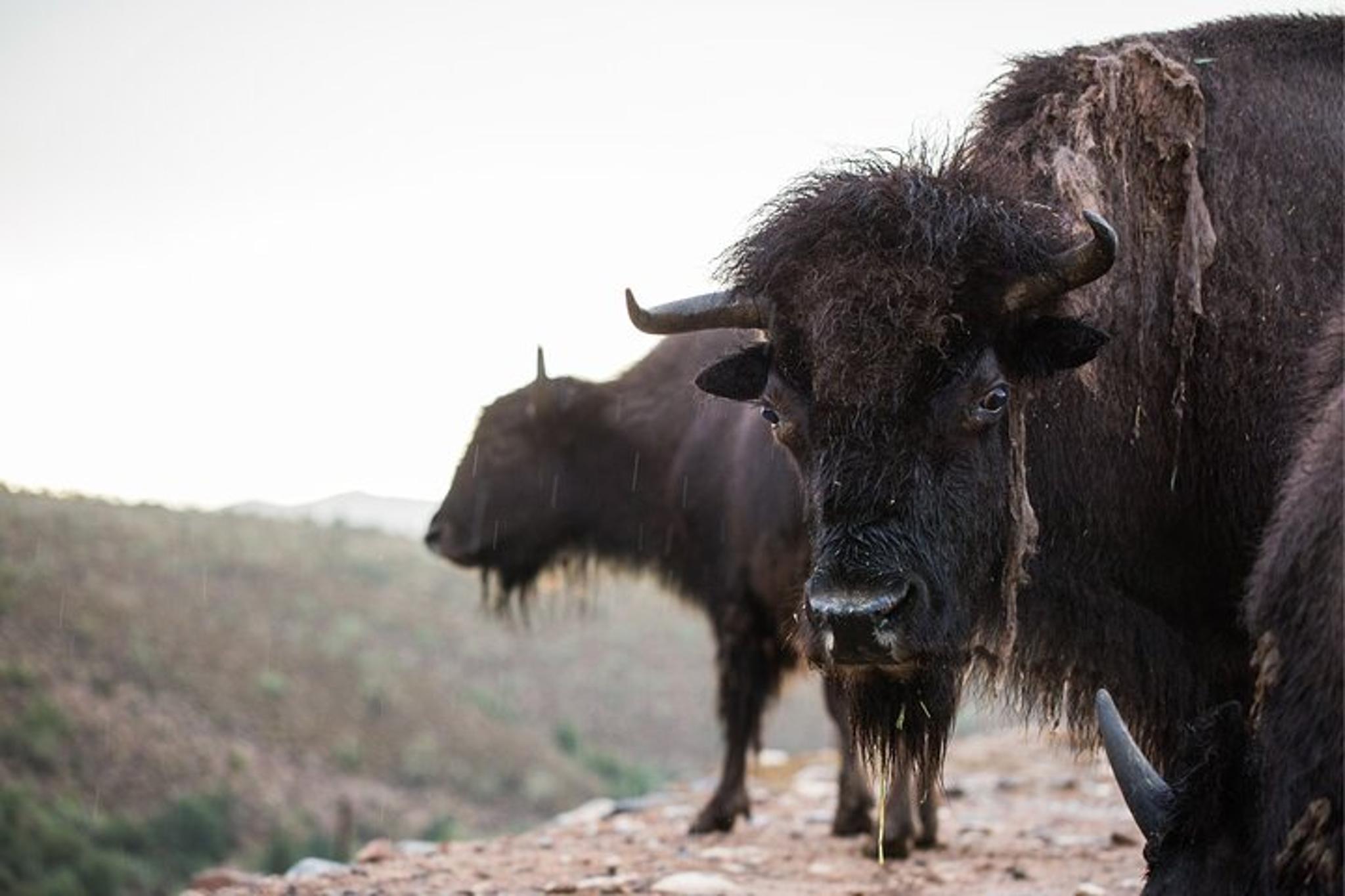 Grand Canyon ATV Ride near West Rim 1 hr - Image 3