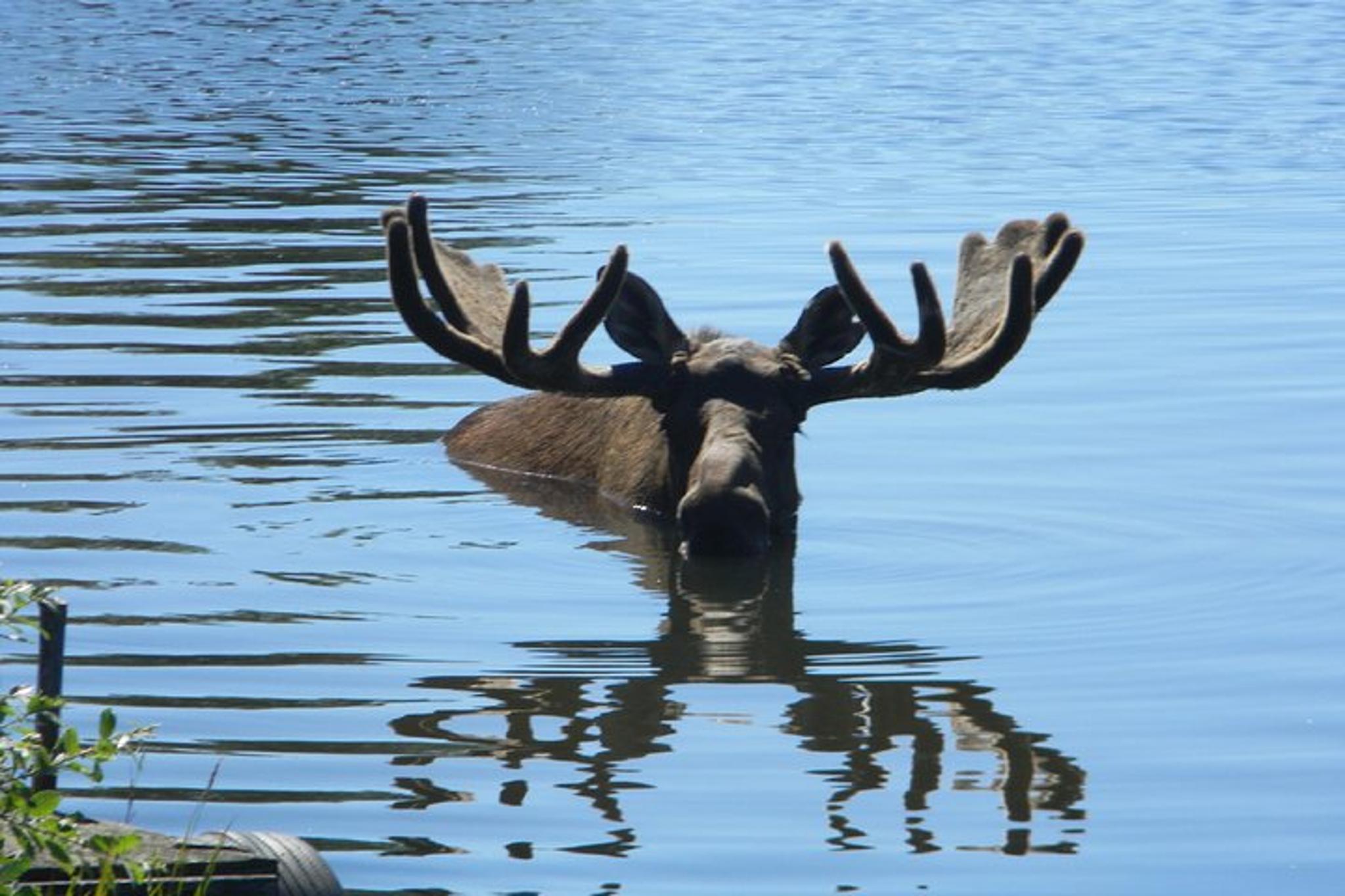 Seward to Anchorage Private Tour and Cruise Transfer - Image 3