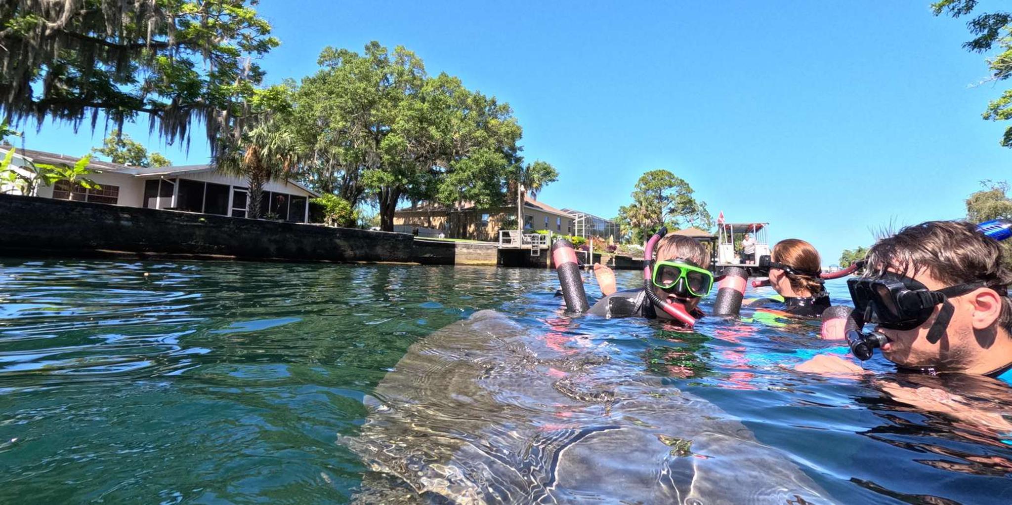 Crystal River Manatee Snorkeling Tour