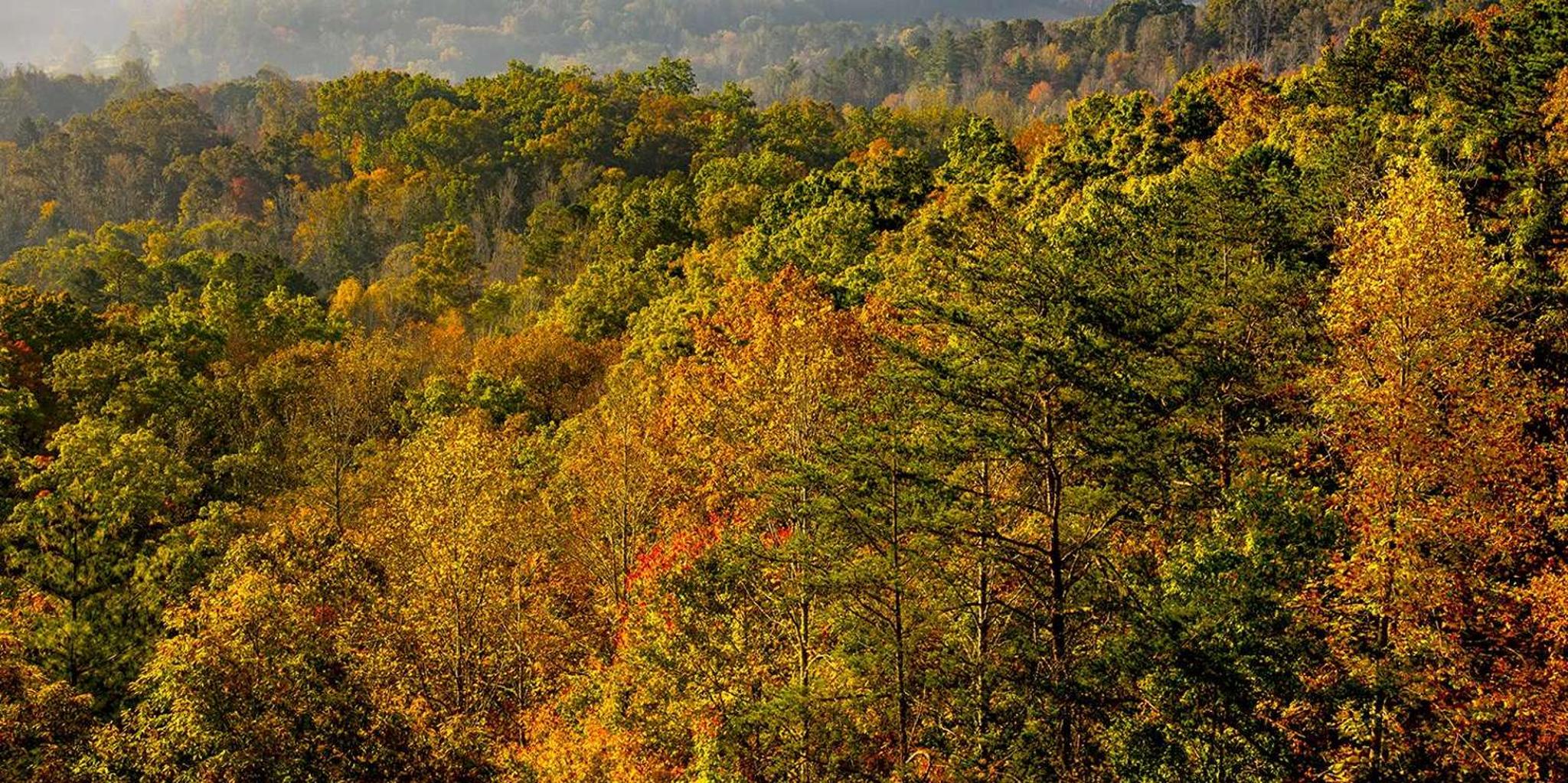 Pigeon Forge Roaring Fork Jeep Tour 2.5 hr - Image 6