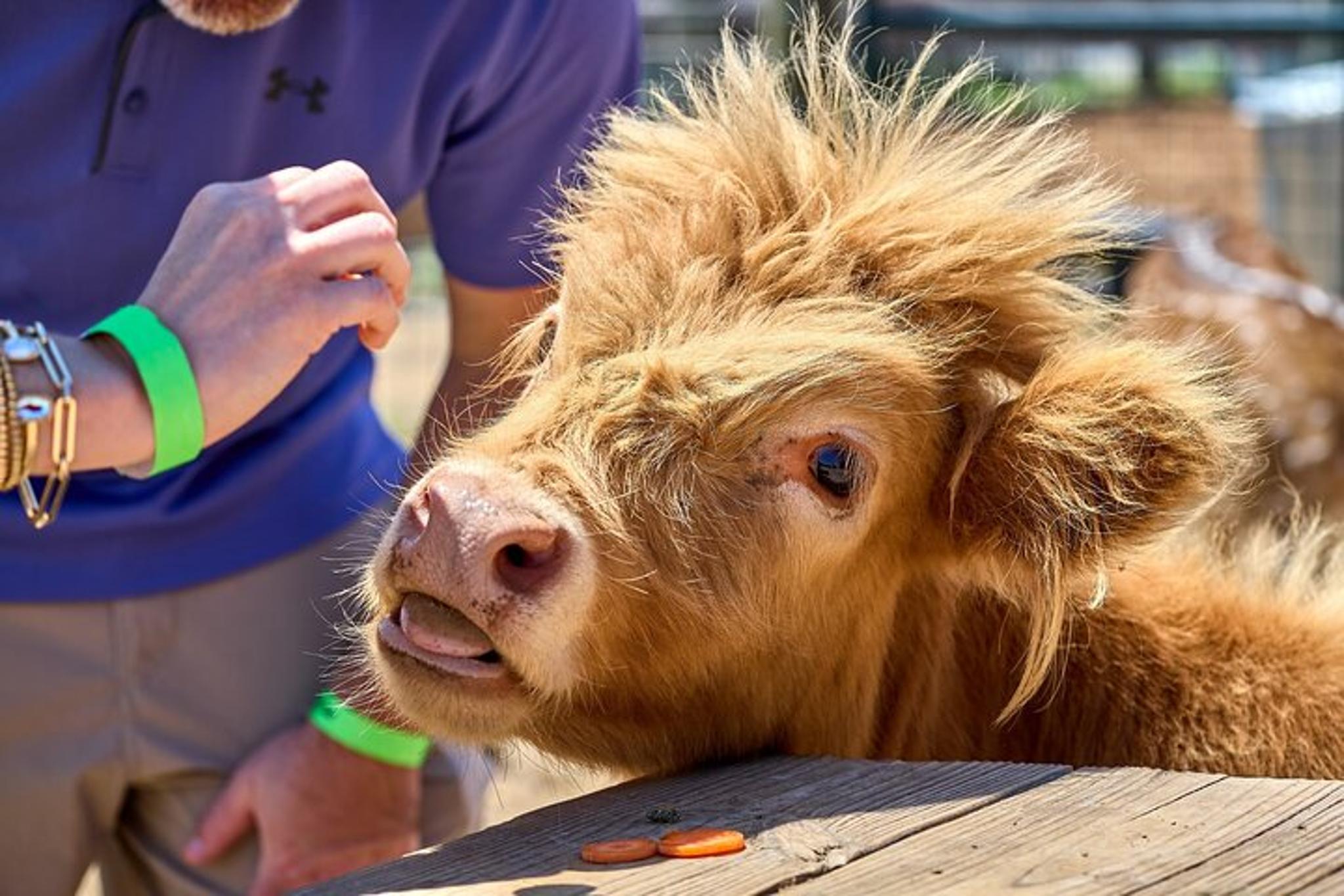 Fredericksburg Cow Cuddling Experience 30 min - Image 5