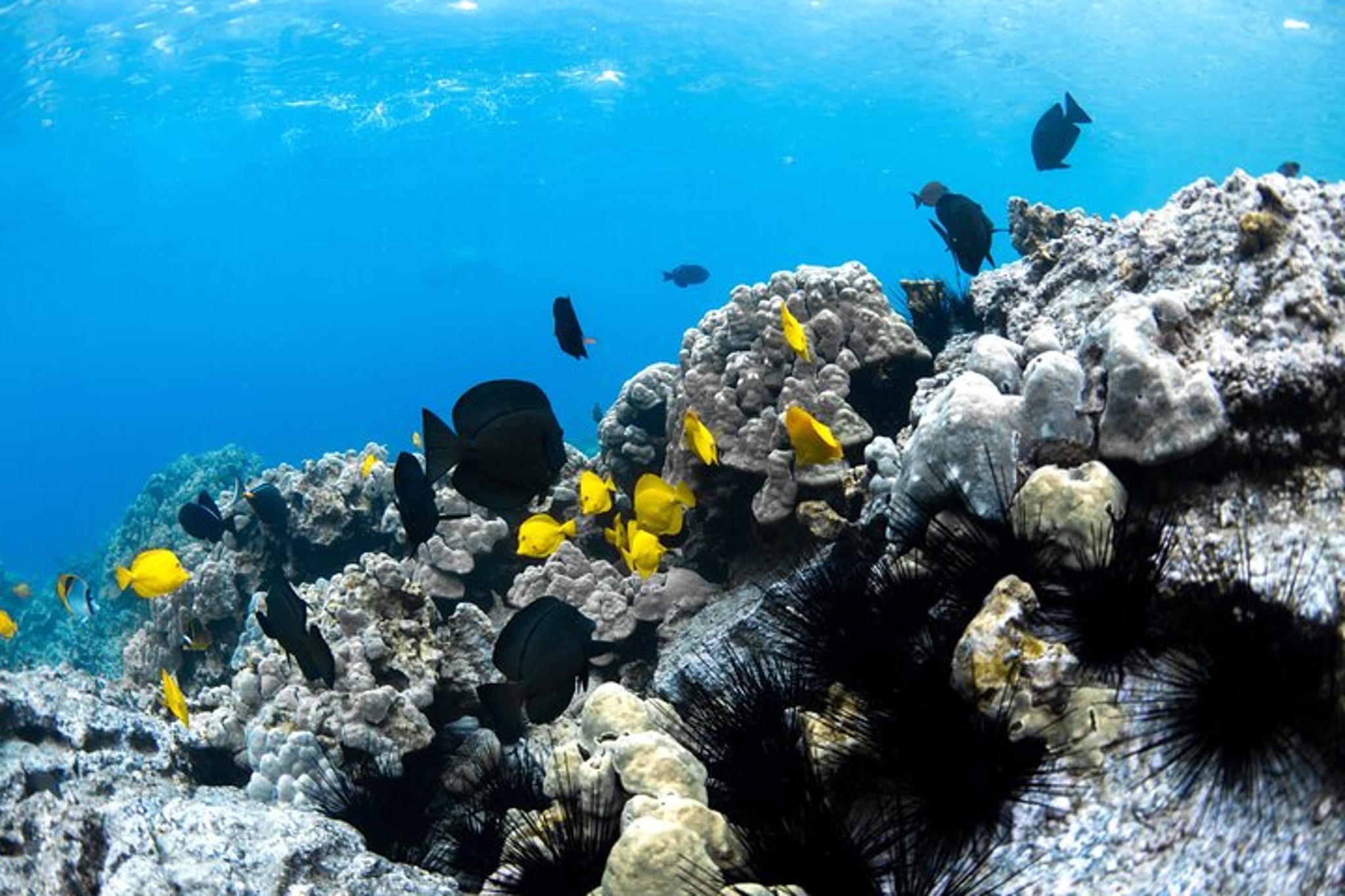 Captain Cook Snorkel Tour at Kealakekua Bay - Image 3