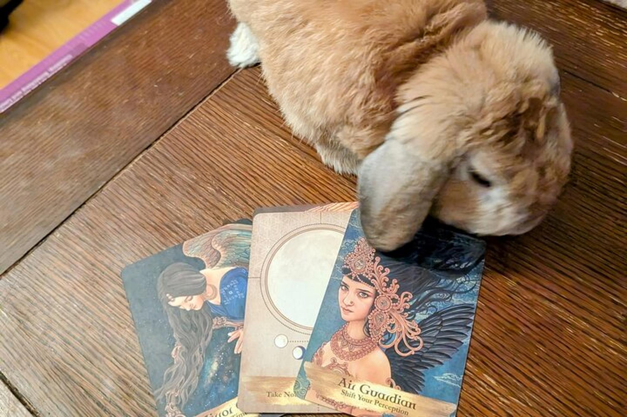 St. Augustine Oracle Card Tour - Image 6