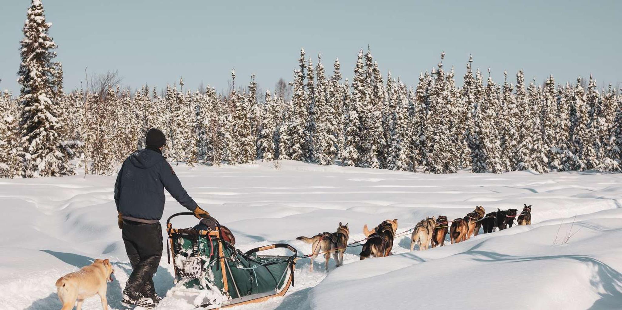 Fairbanks Dog Sledding on the Yukon Quest Trail - Image 3