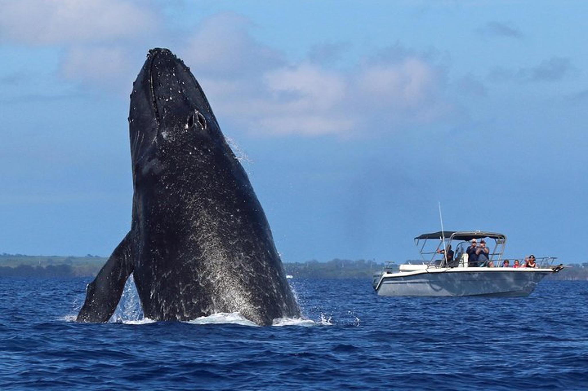 Maui Whale Watching Tour 1.5 hr - Image 4
