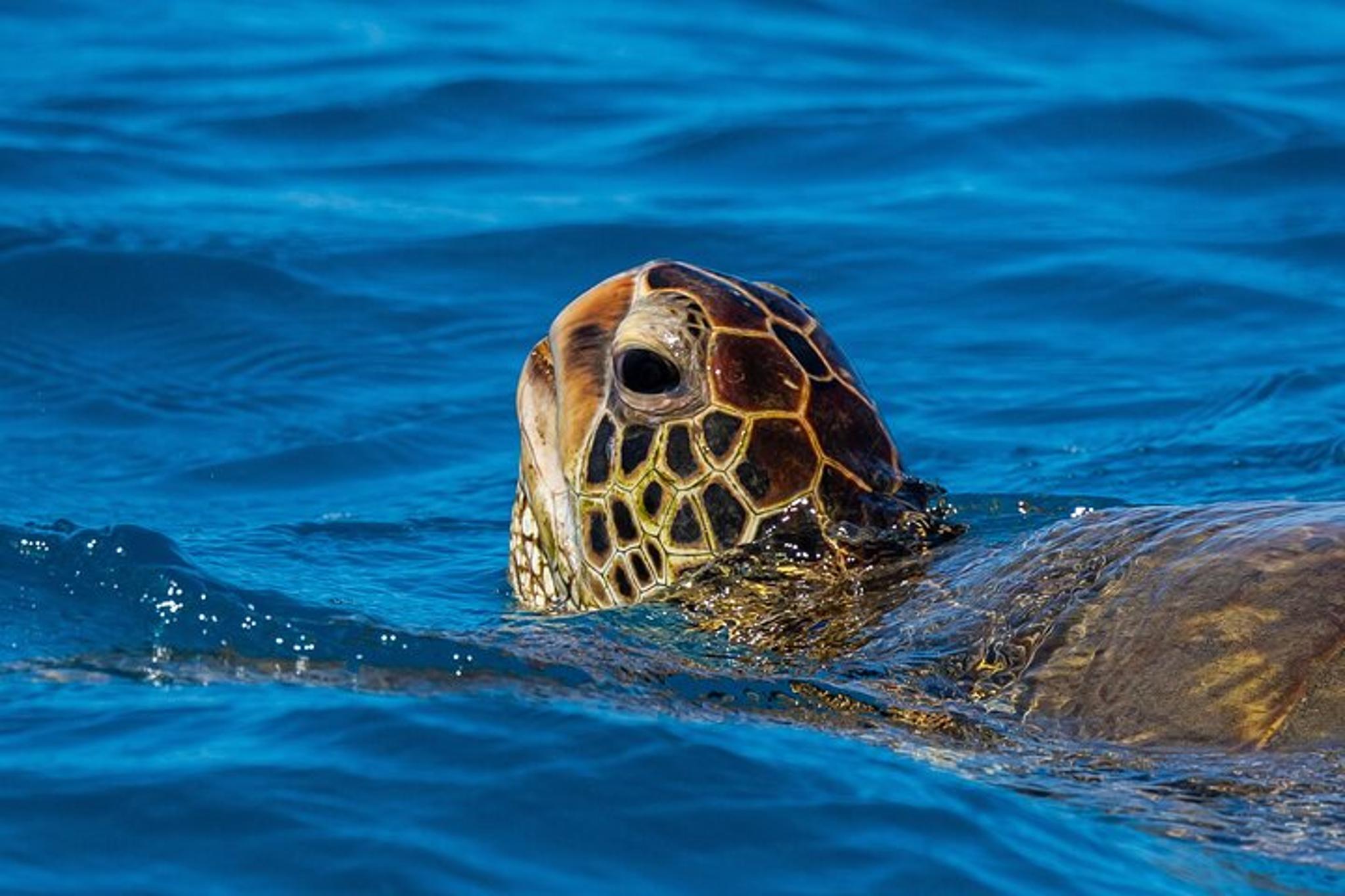 Waikīkī Turtle Snorkel and Sailing Adventure - Image 4