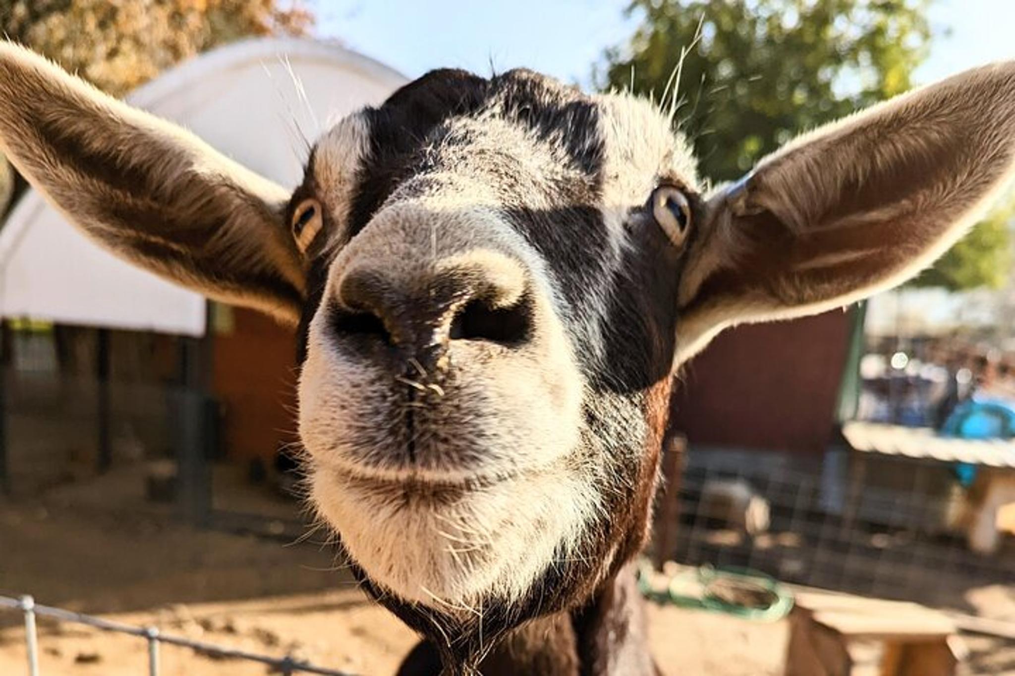Blossom Peak Farm Tour - Image 3