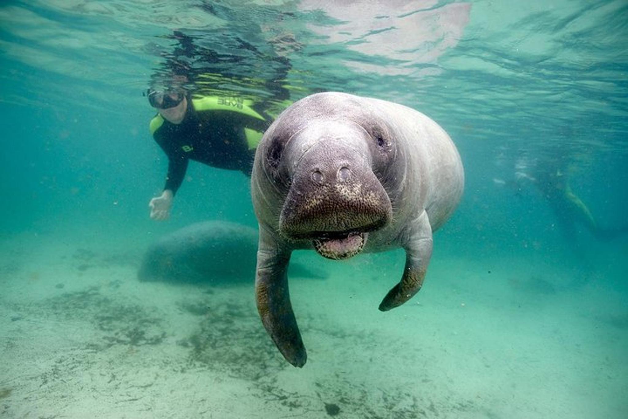 Crystal River Manatee Swim with Divemaster