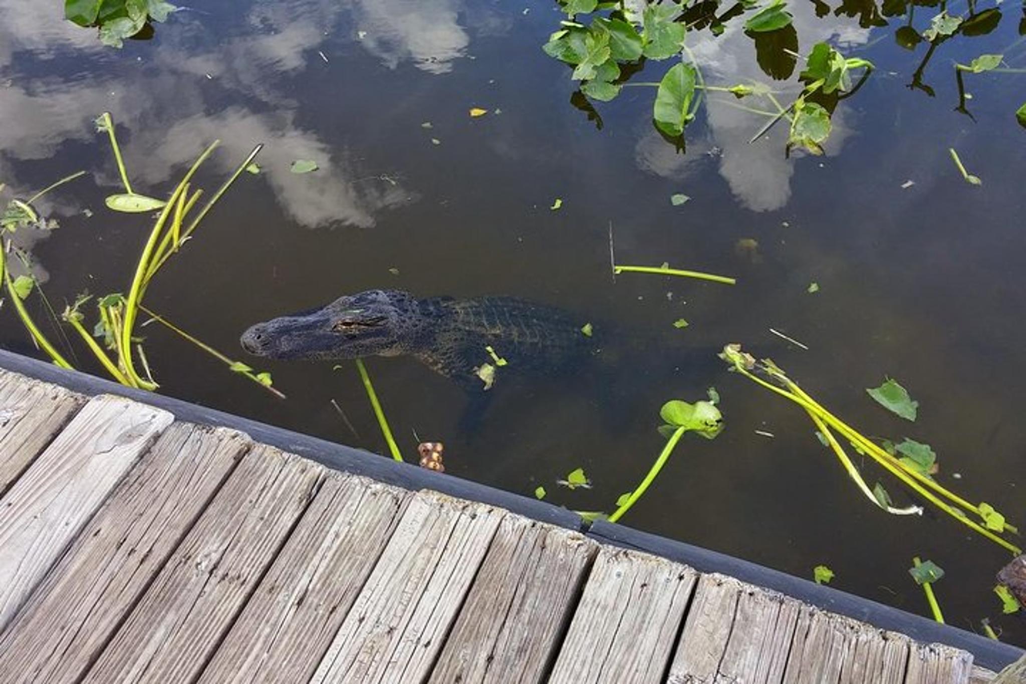 Miami Everglades Airboat Tour with Guide - Image 6