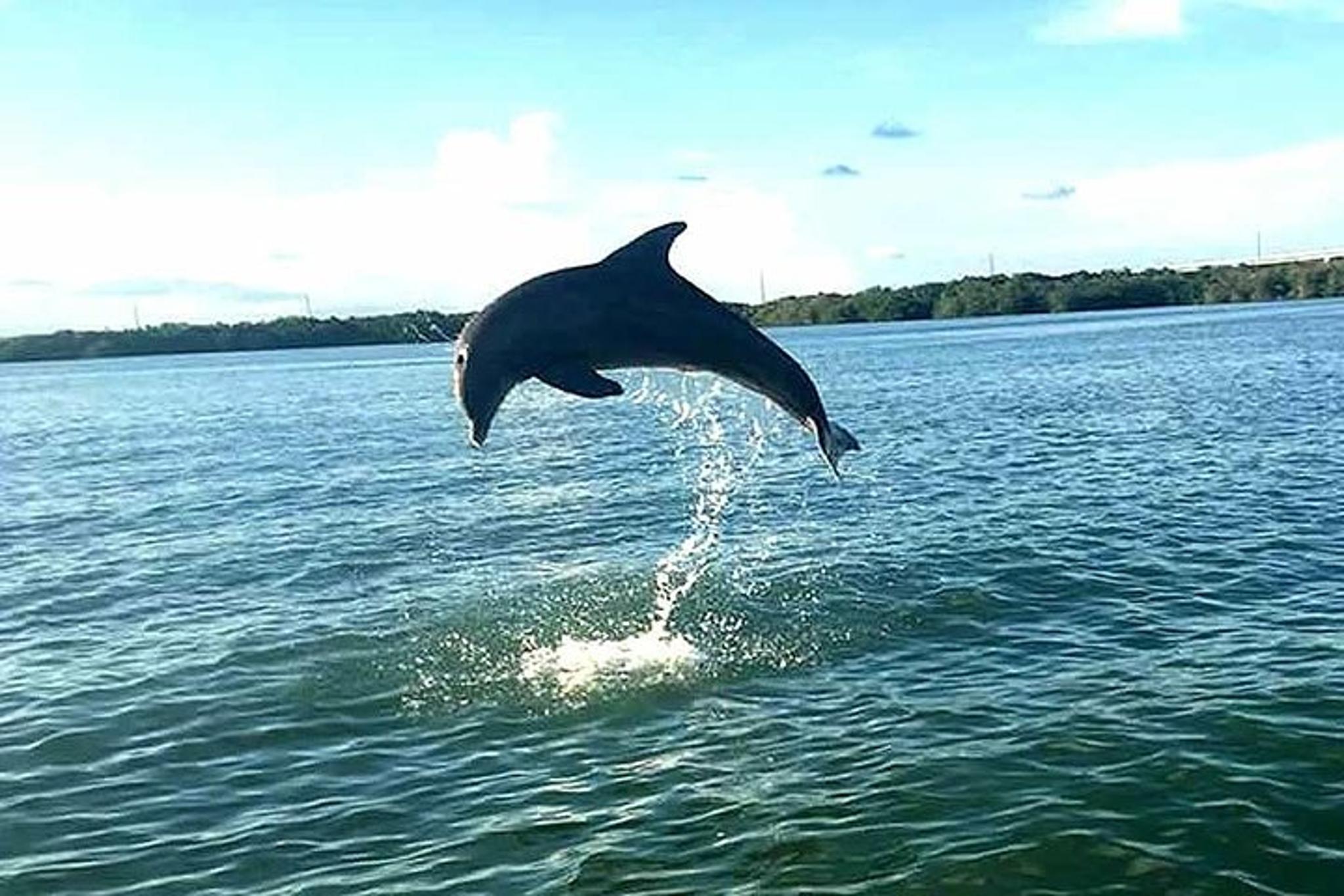 Key Largo Mangrove Eco-Tour 90 Min - Image 2