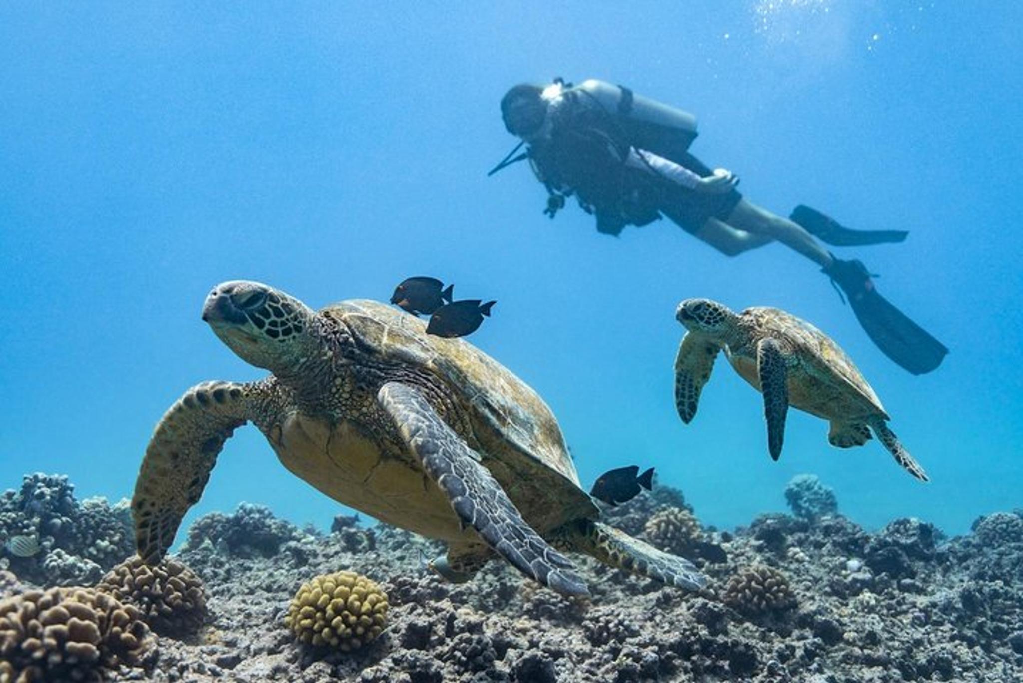 Honolulu Coral Reef Scuba Tour with Sea Turtles 4 hr - Image 2