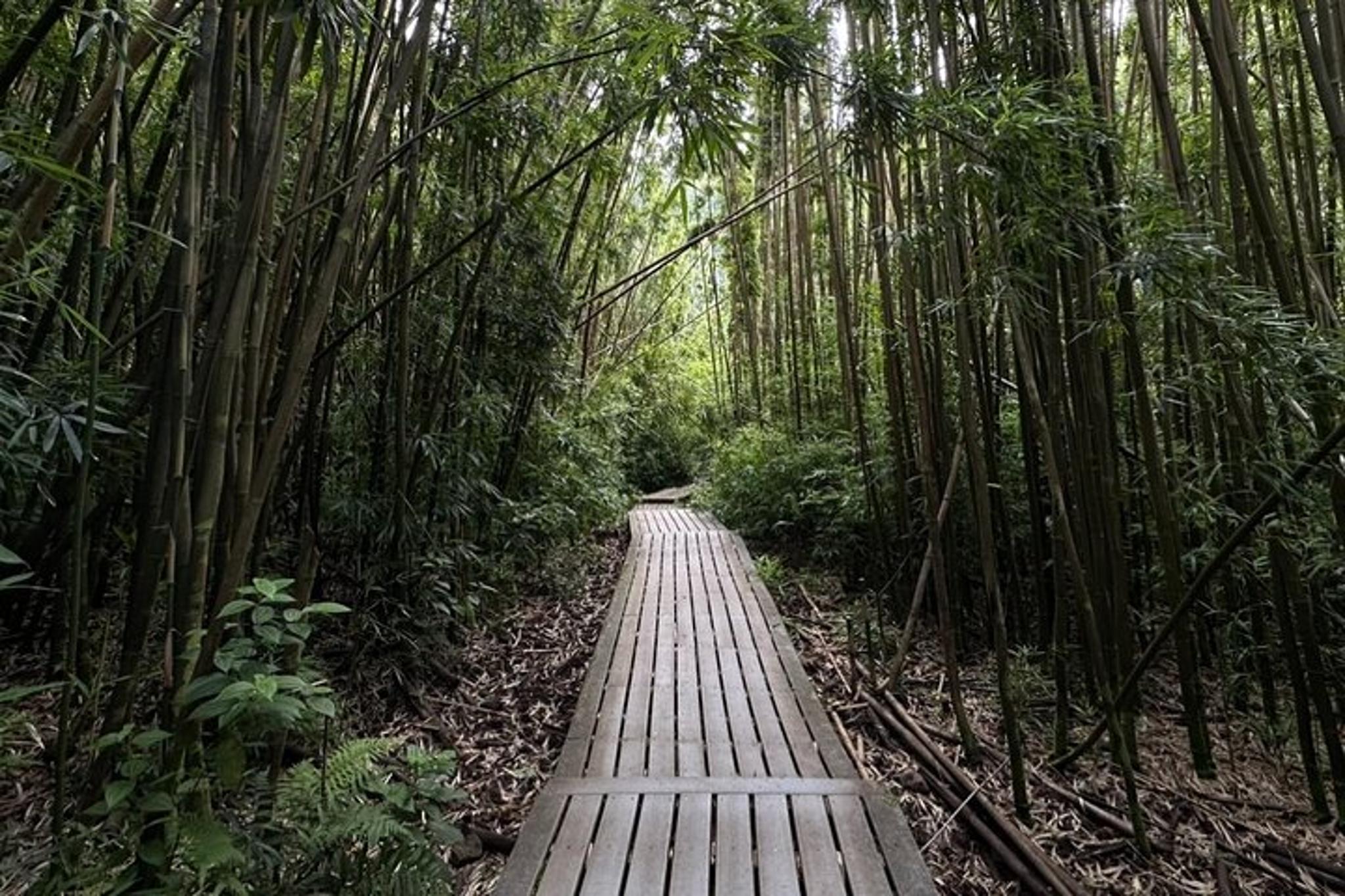 Maui Pipiwai Trail Open-Air Jeep Tour - Image 4