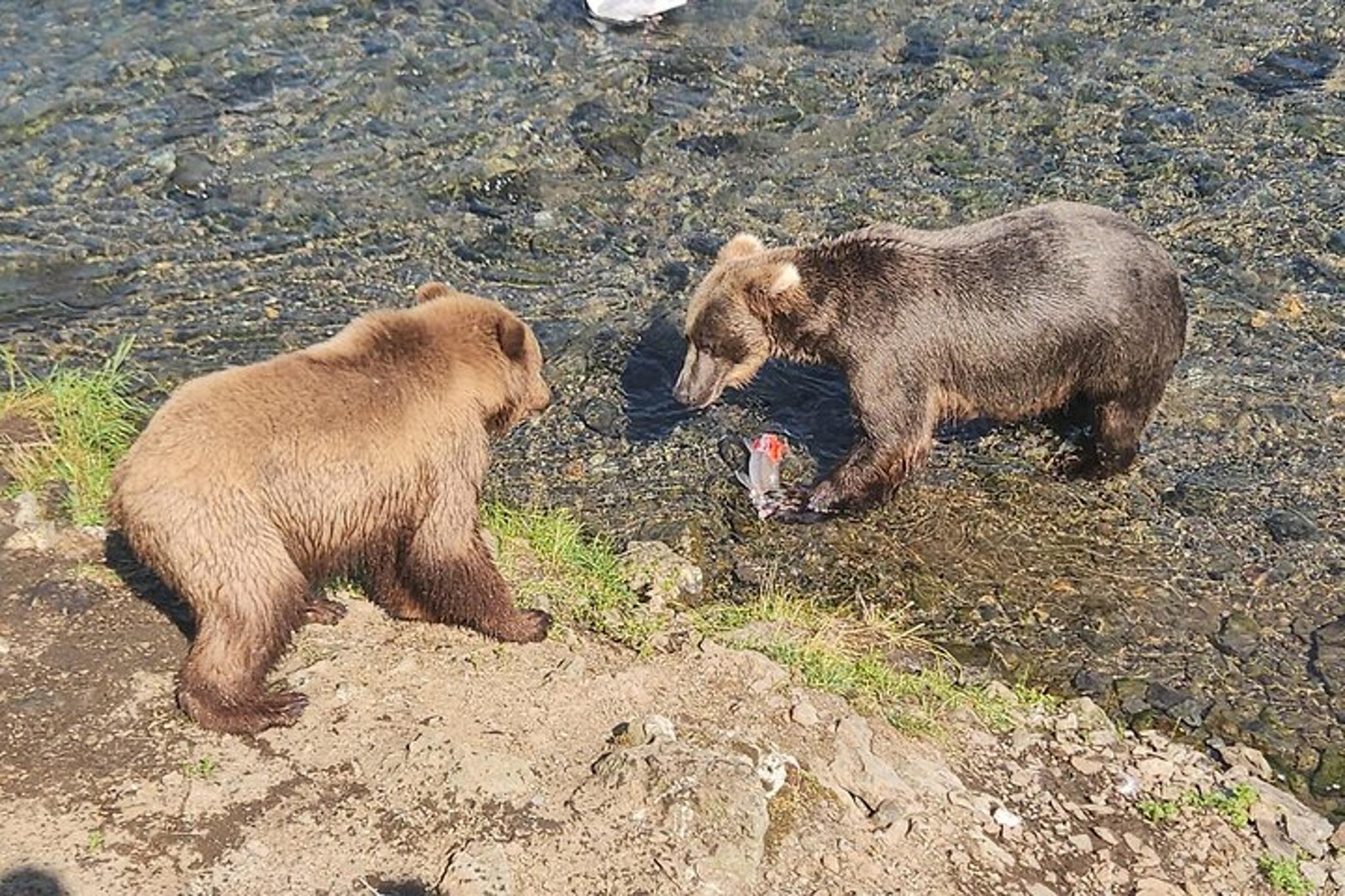 Homer Bear Viewing Tour at Brooks Falls - Image 5