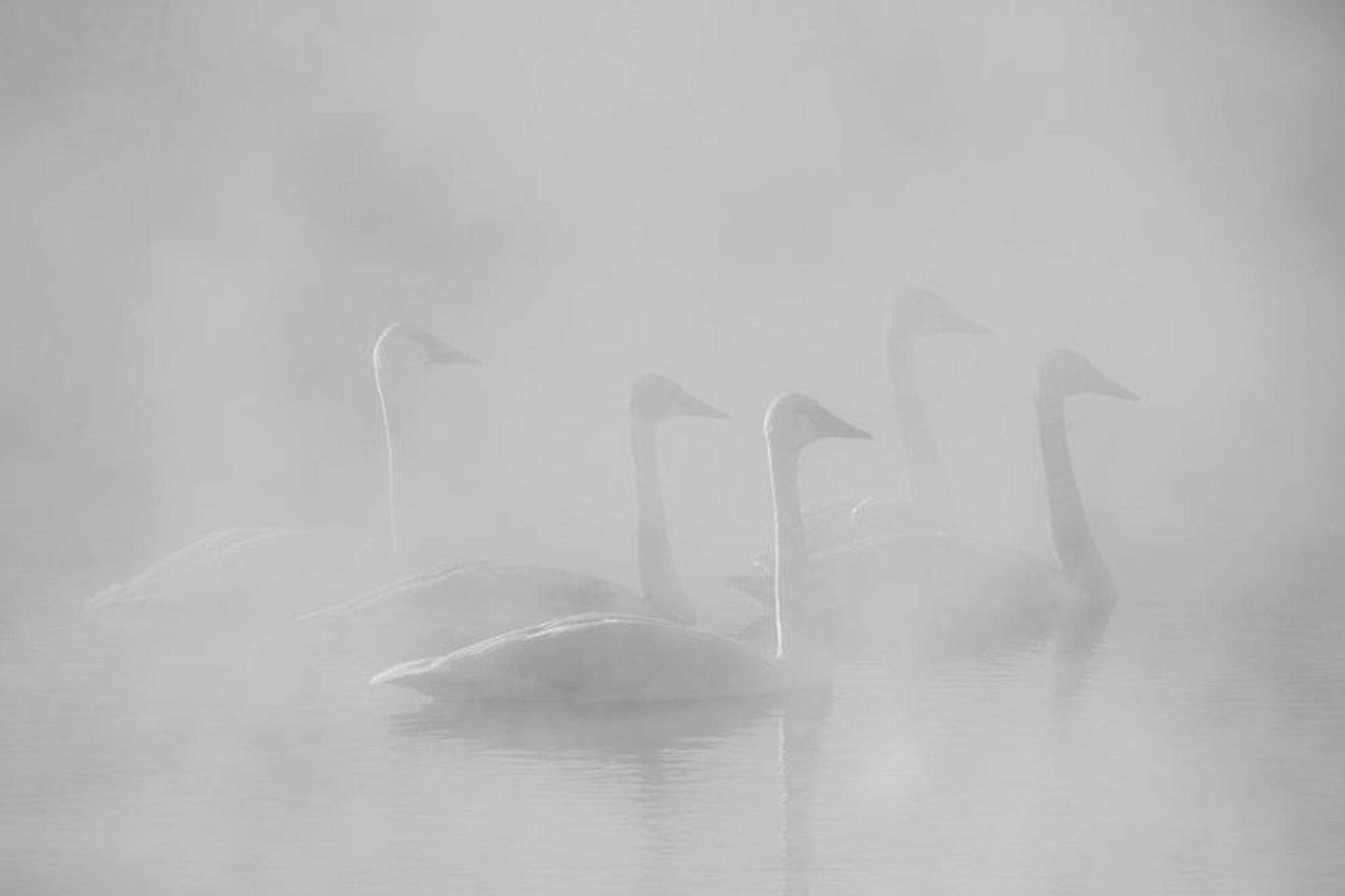 Jackson Hole Wildlife Safari - Image 6
