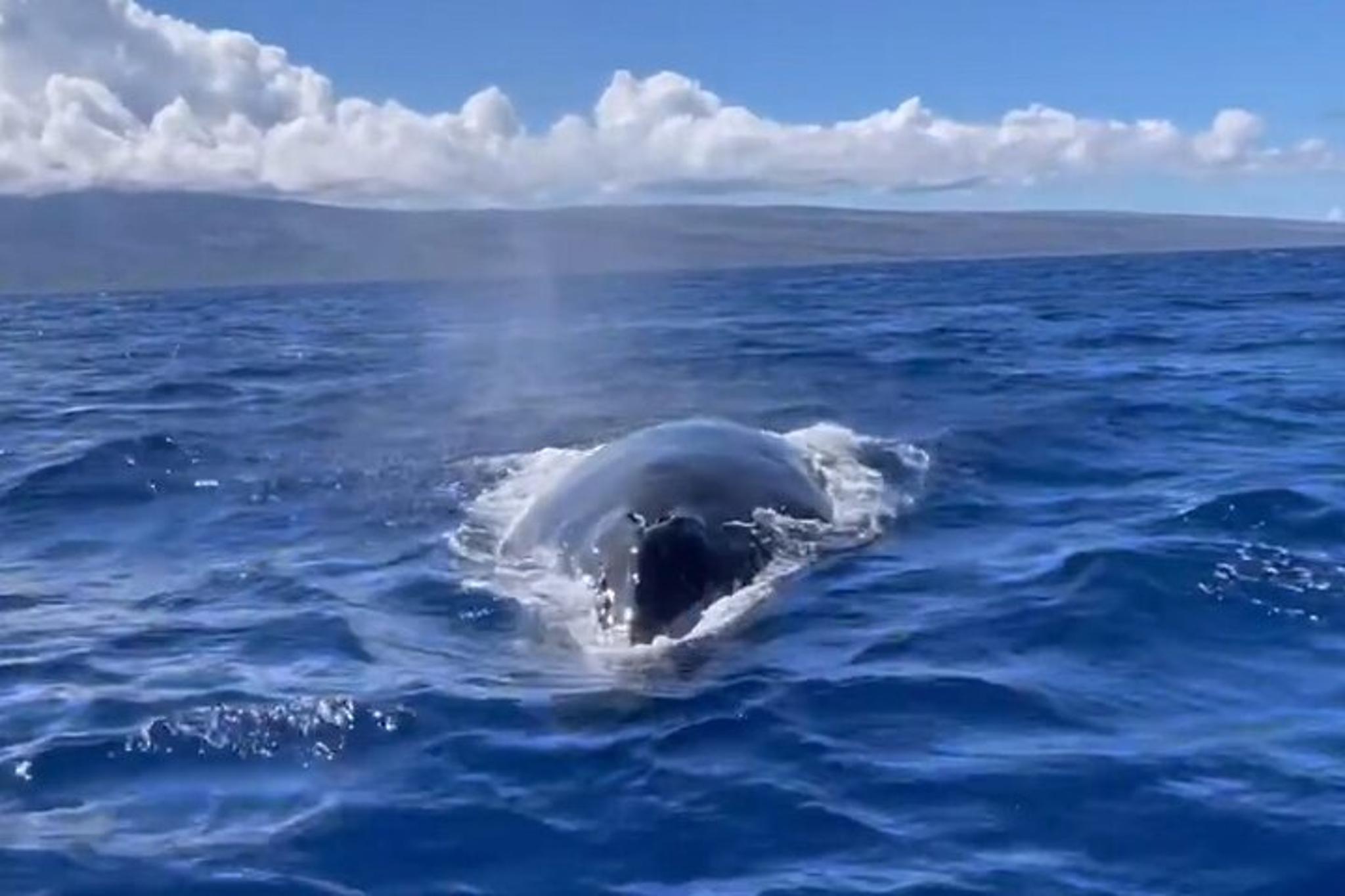 Maui Kayak Whale Watching Tour - Image 4