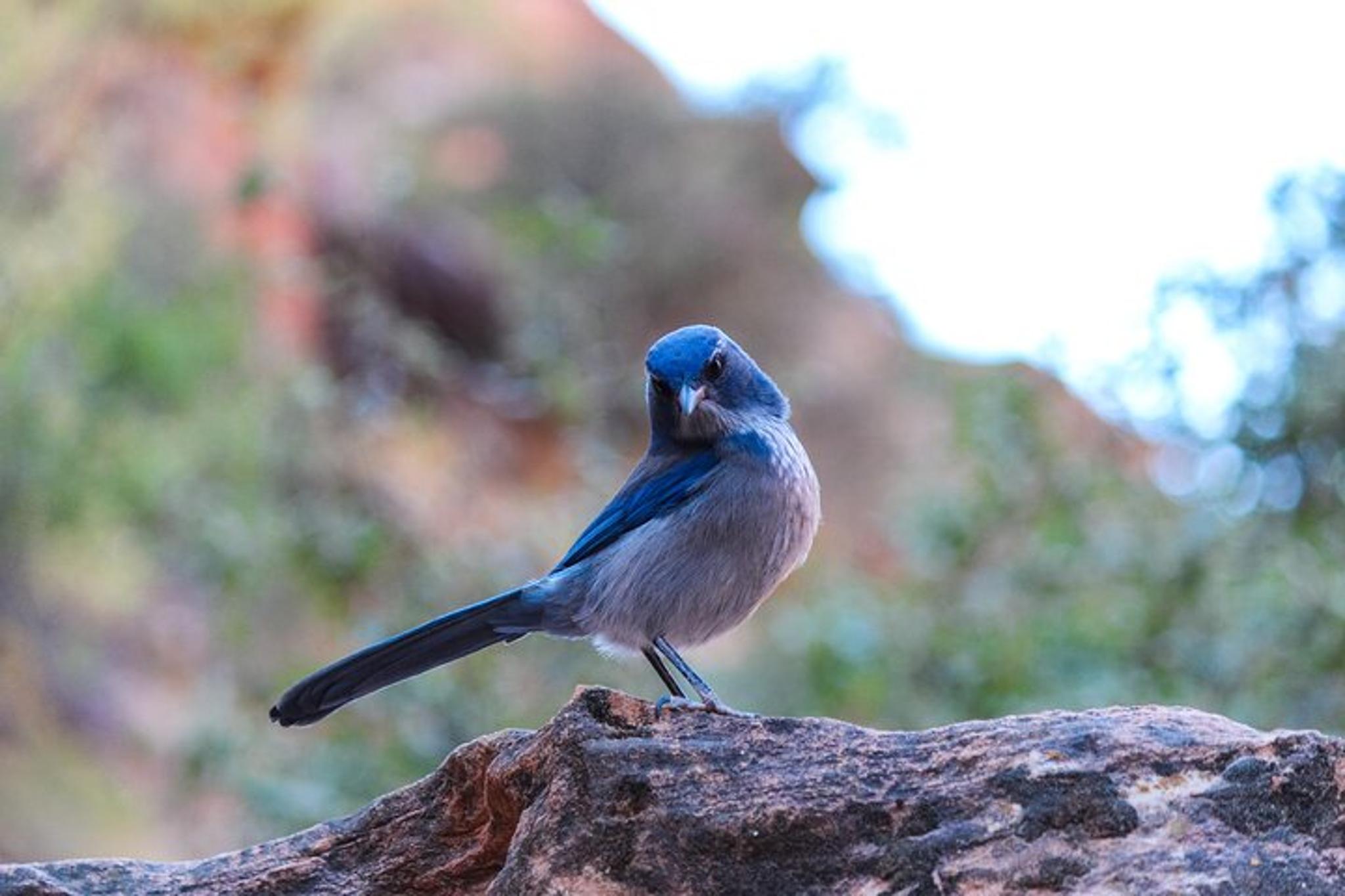 Phoenix Wilderness Hiking Tour - Image 5