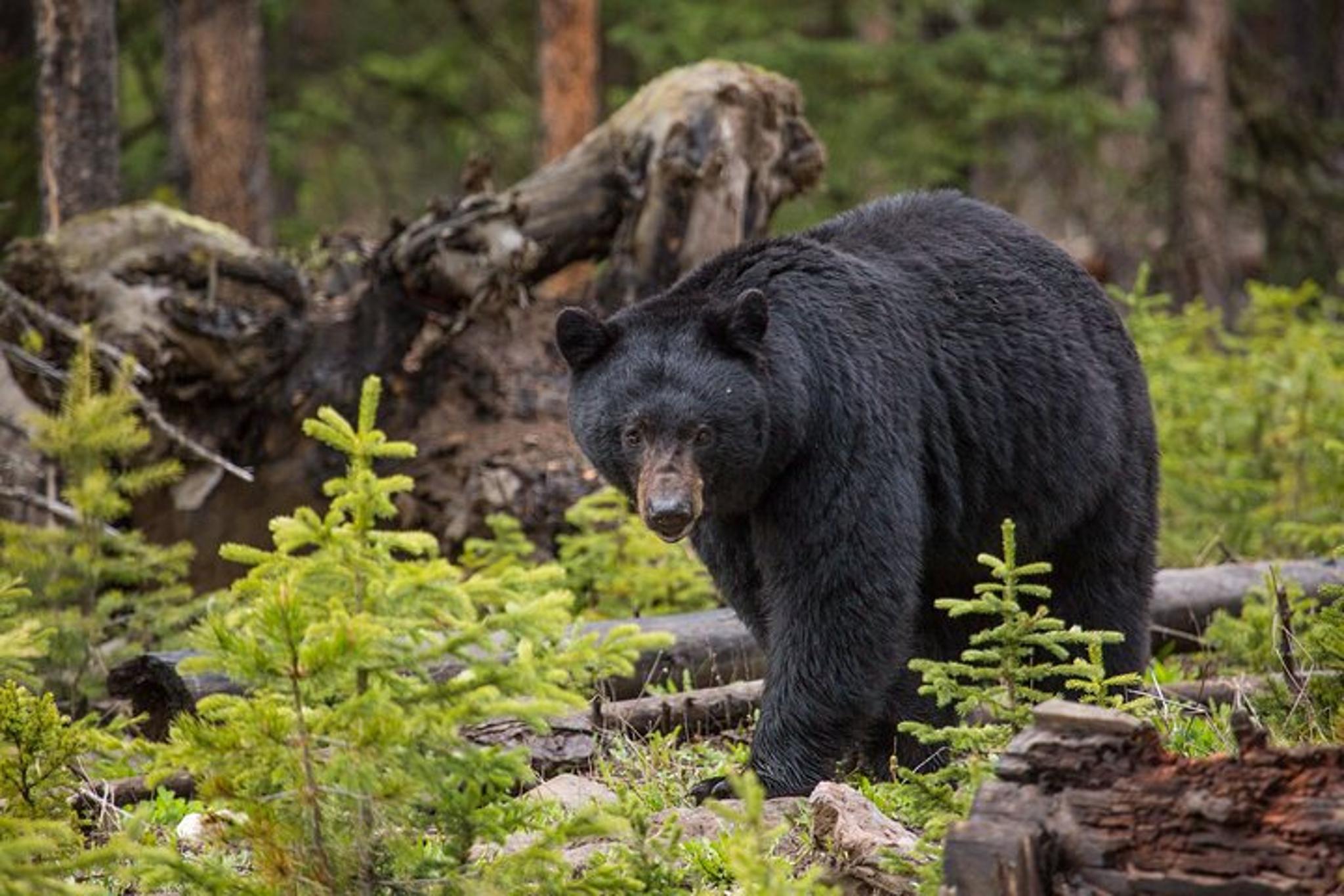 Yellowstone Wildlife Watching Tour - Image 4