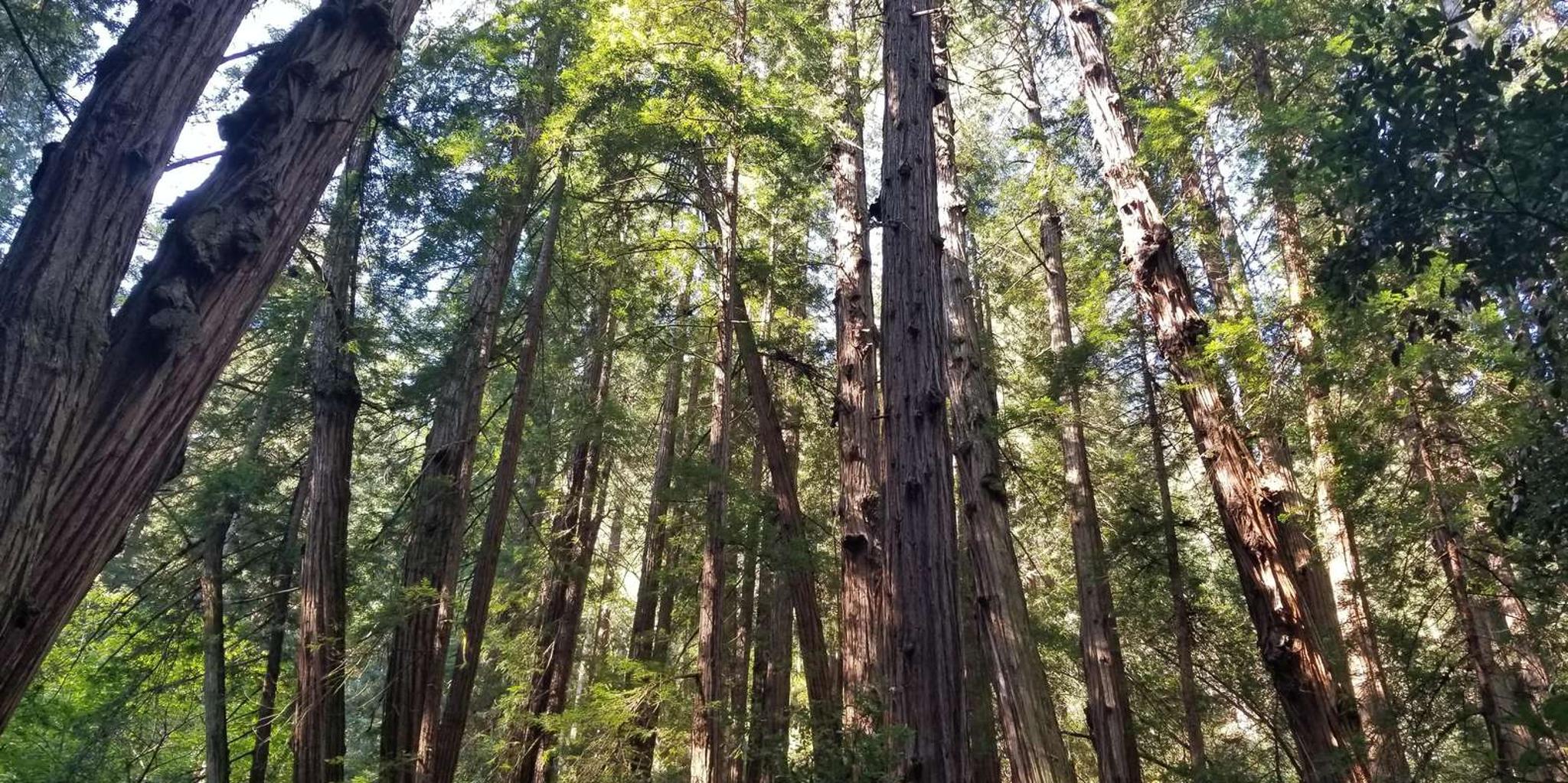 San Francisco Muir Woods and Sausalito Tour with Ferry - Image 4