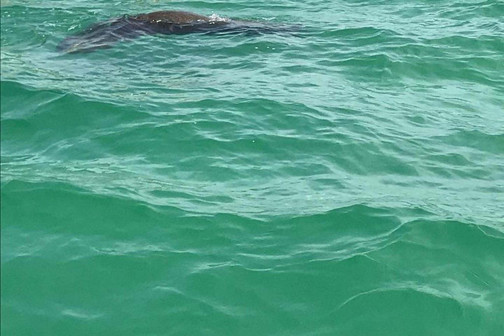 Tampa Dolphin Shelling Snorkeling Cruise - Image 5