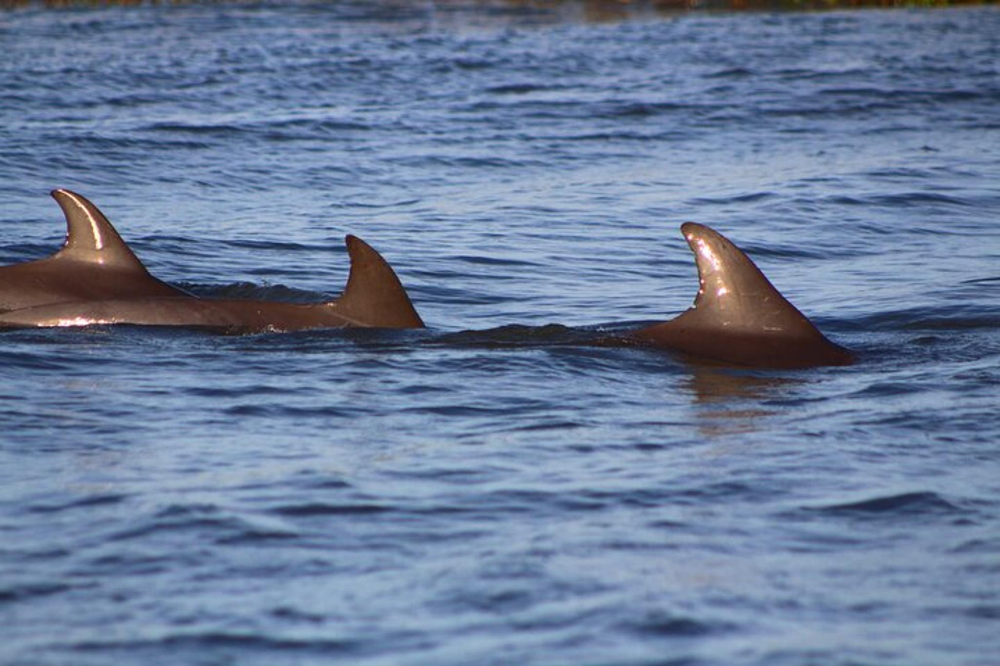 Folly Beach Dolphin Viewing Boat Tour - Image 2