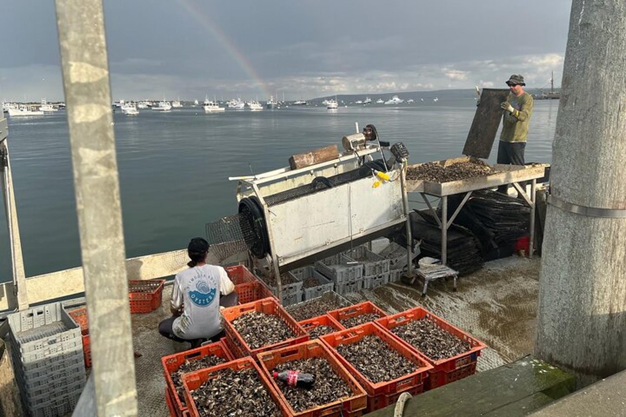 Plymouth Oyster Farm Experience - Image 2