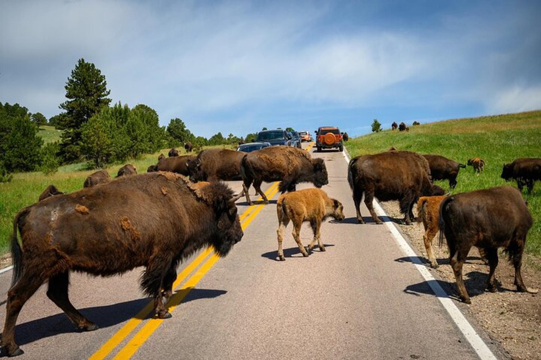 Custer State Park Self-Guided Audio Driving Tour - Image 1