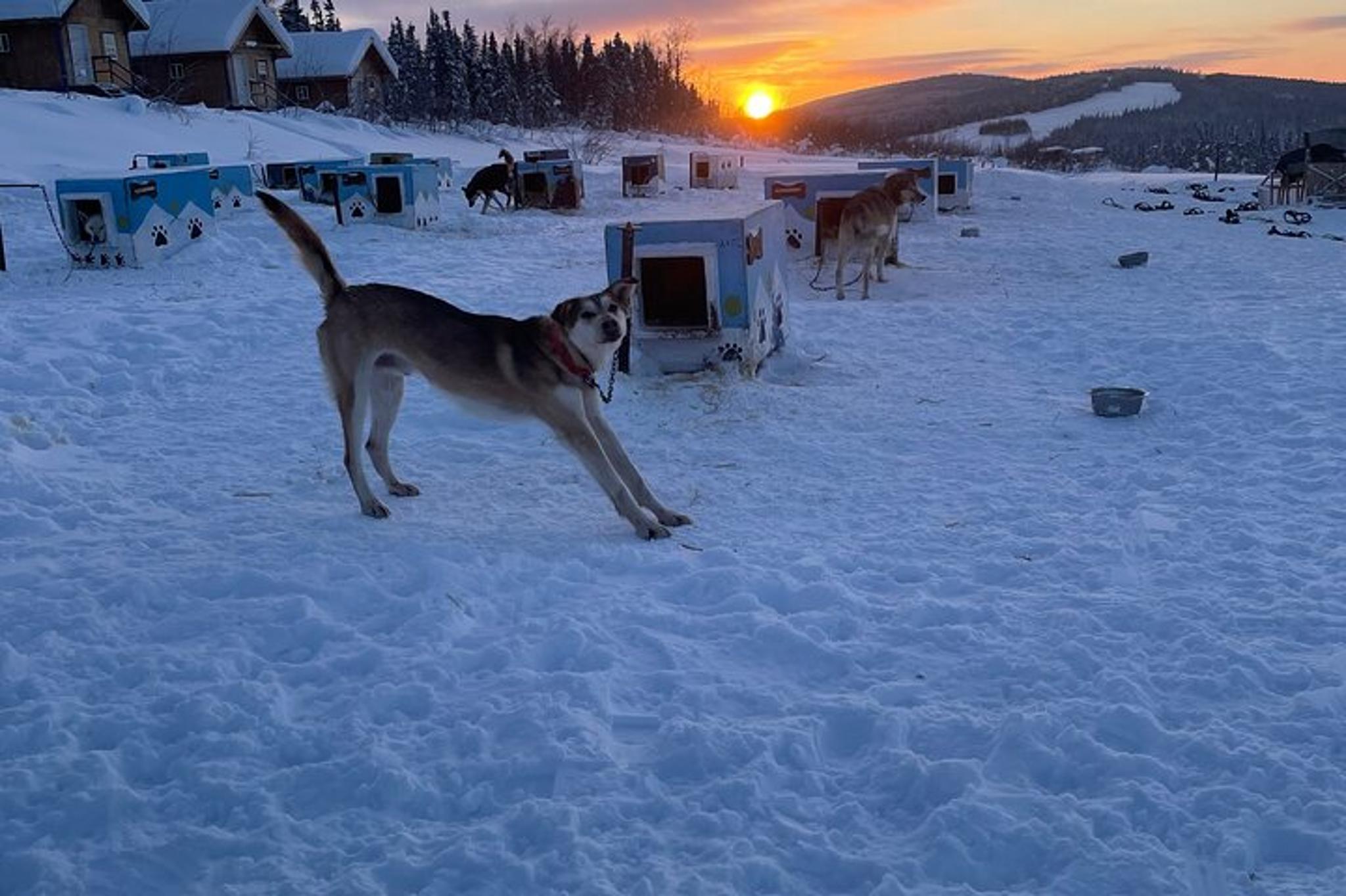 Fairbanks Husky Adventure with Your Own Dog Team 5 Days - Image 2