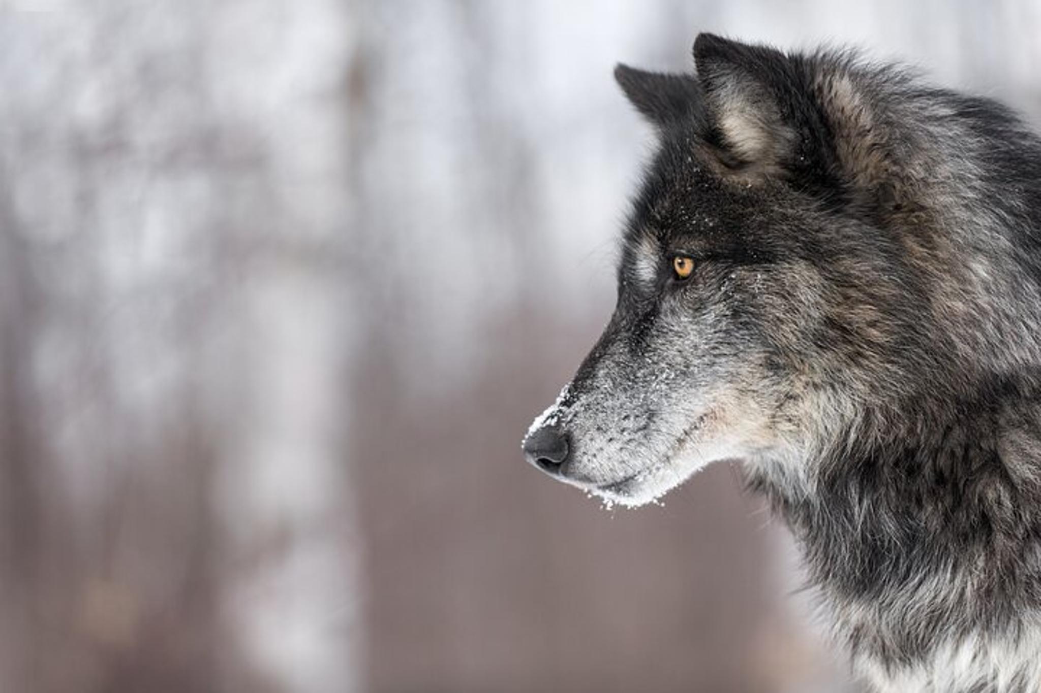 Yellowstone Wolves and Winter Adventure from Montana