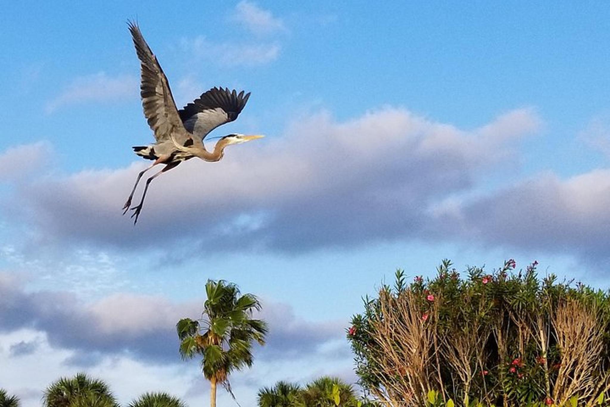Cocoa Beach Mangrove Tunnel Kayak Tour - Image 3