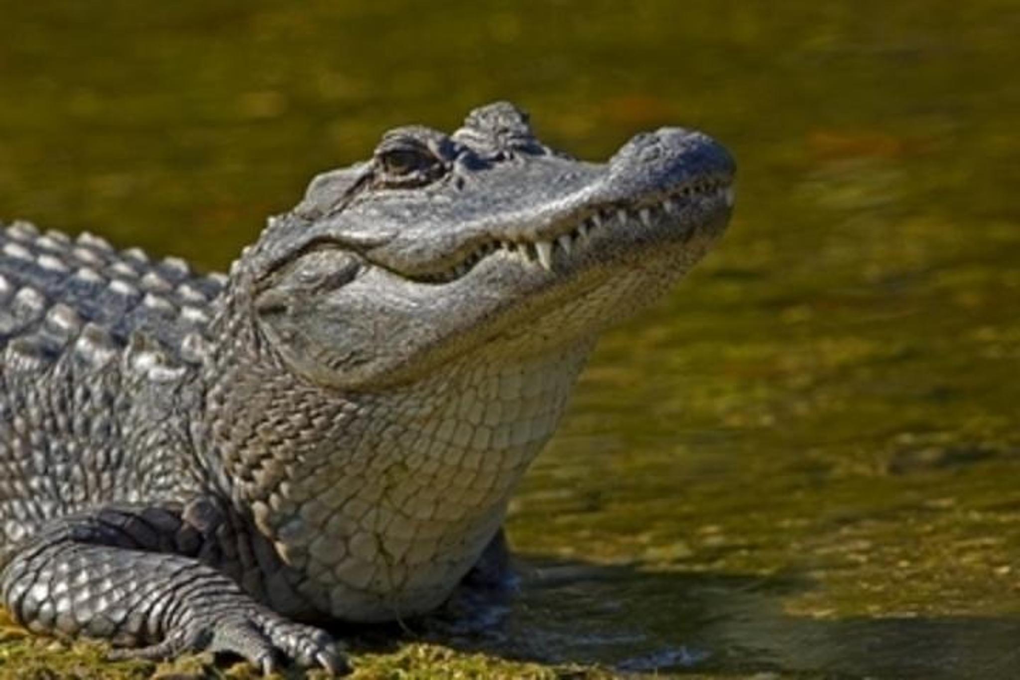 New Orleans Plantation and Swamp Boat Tour - Image 2