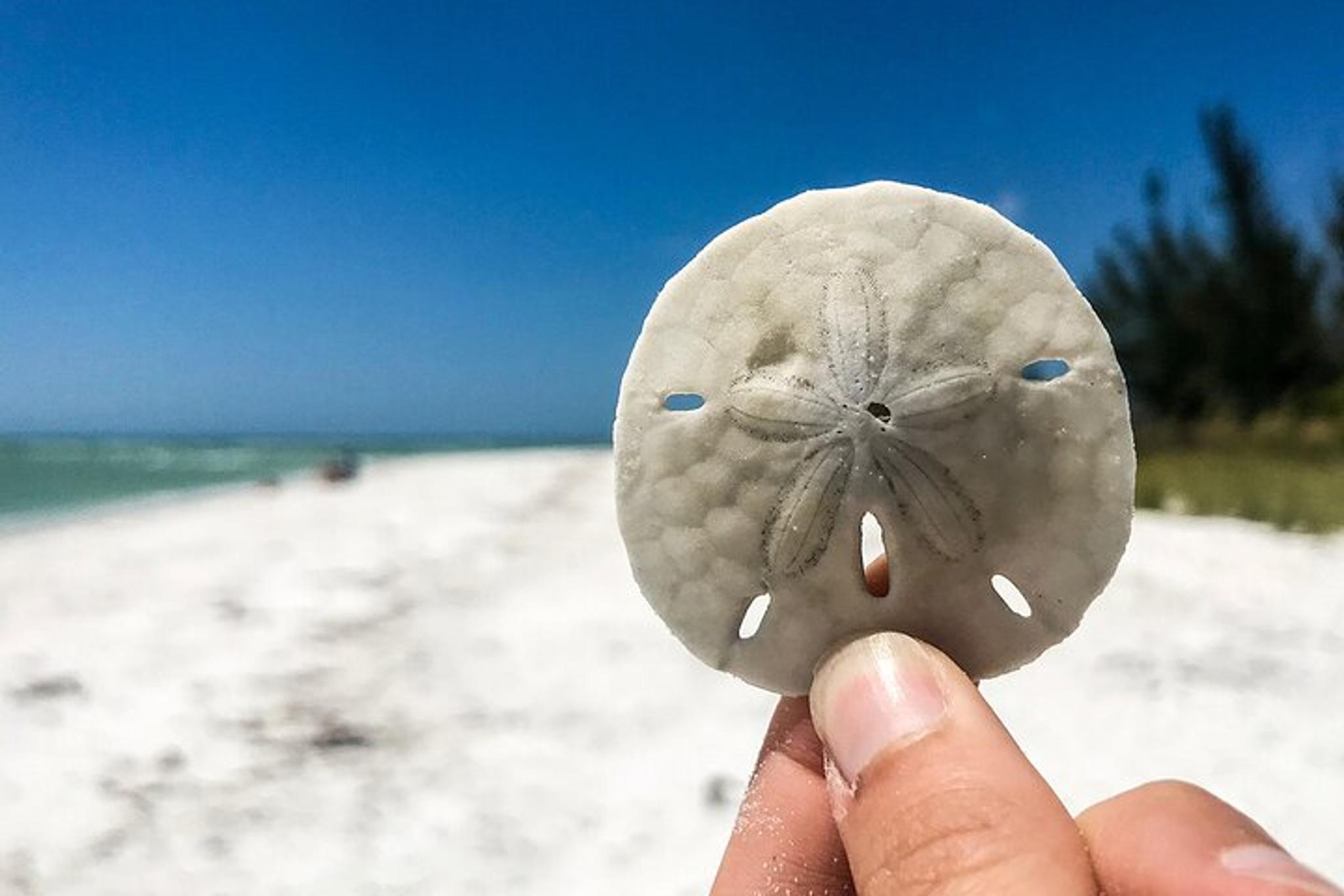 Marco Island Tubing, Dolphin Watching, and Shelling Tour - Image 6