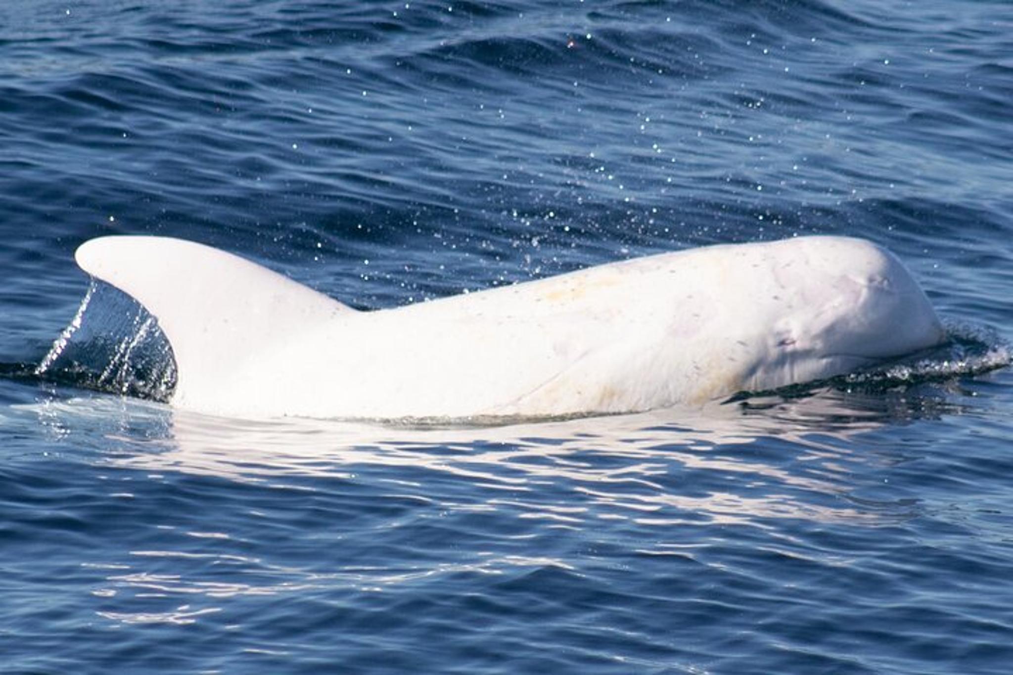 Monterey Whale Watching Tour - Image 5