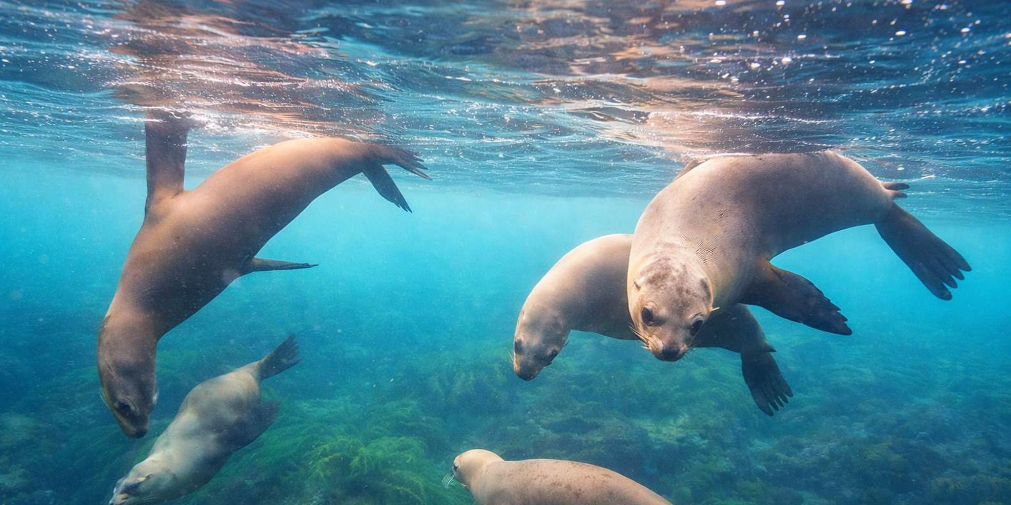 La Jolla Snorkel Gear Rental Full-Day - Image 3