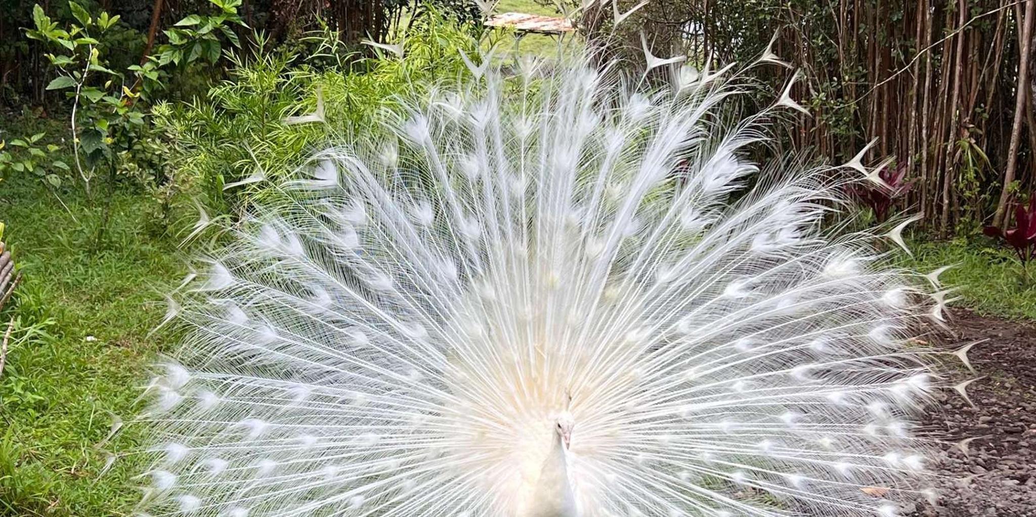 Pahoa Ranch Tour with Animal Interactions - Image 2