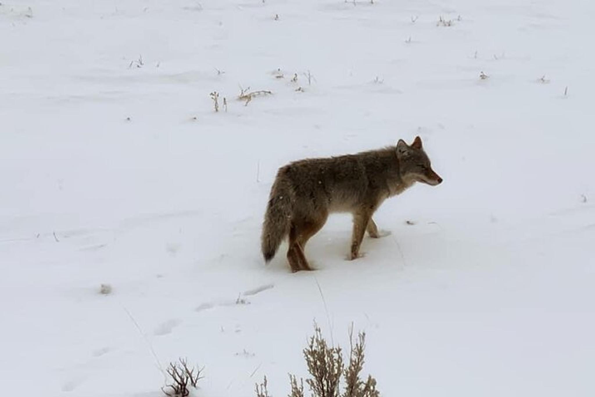 North Yellowstone National Park Winter Excursion - Image 5