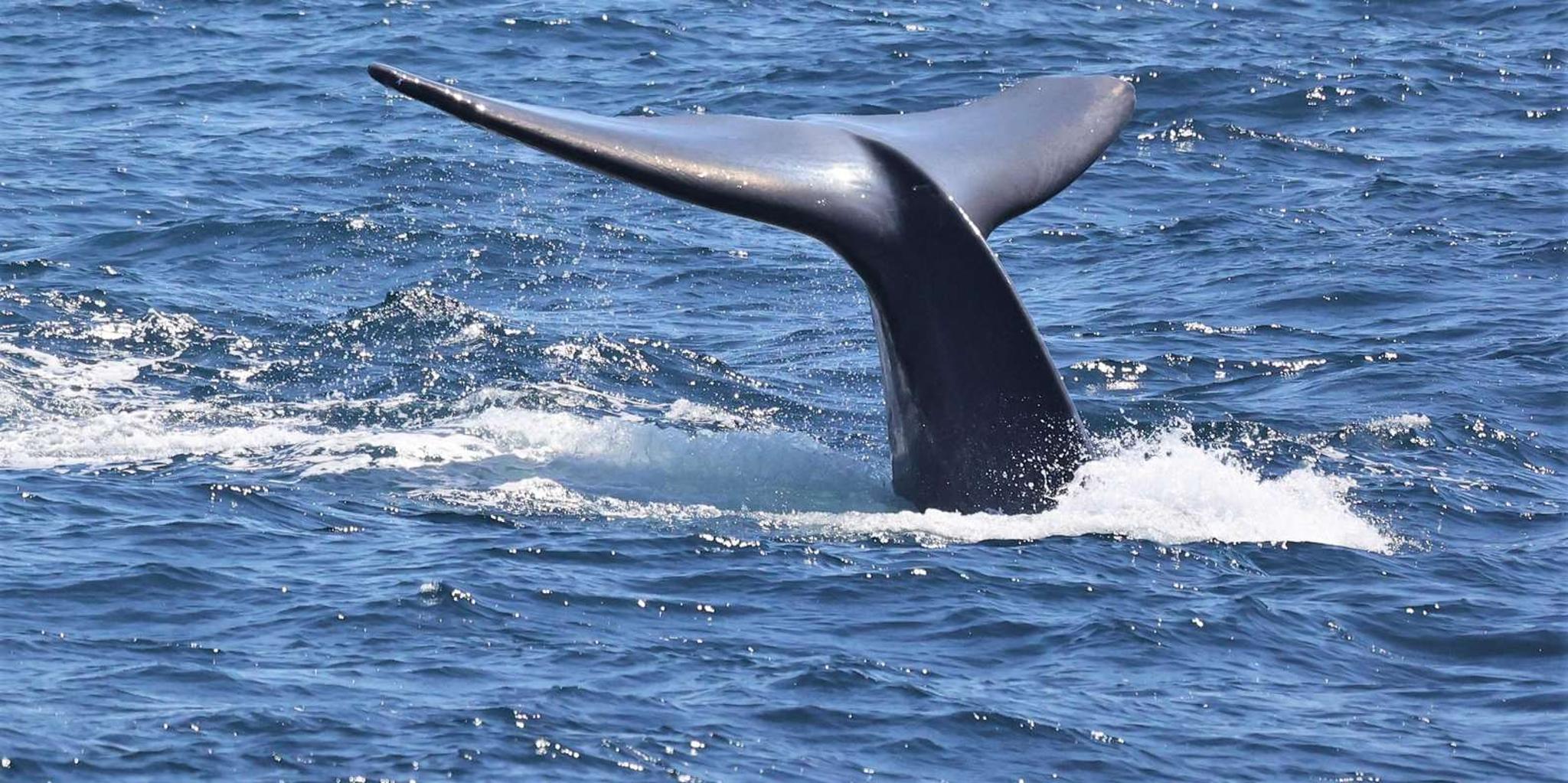 San Diego Whale Watching Cruise