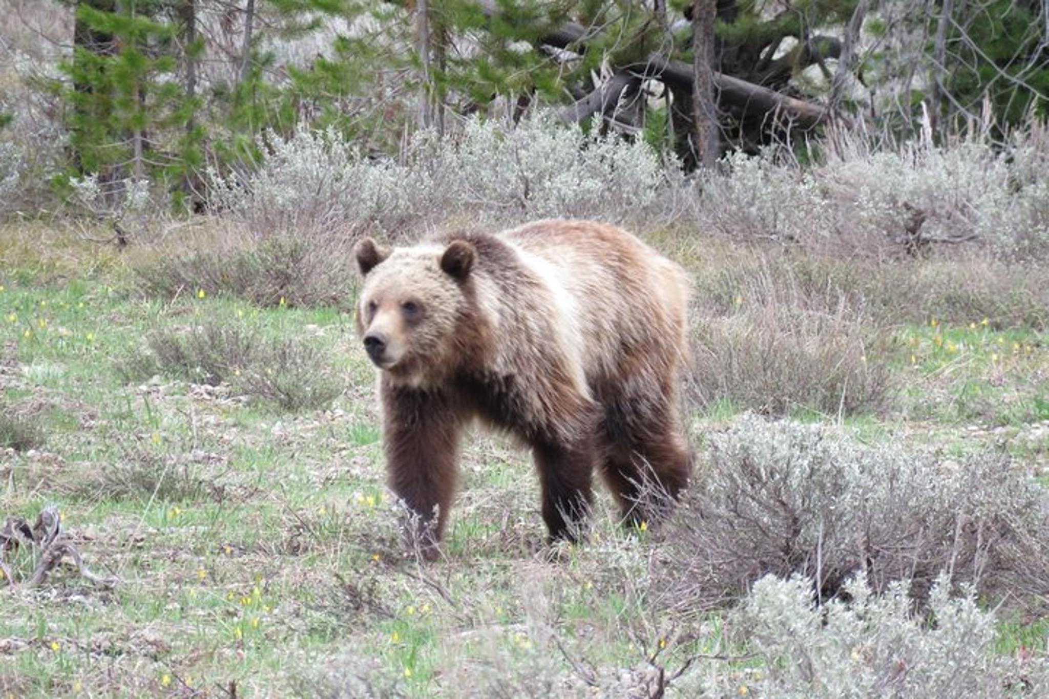 Jackson Hole Yellowstone Lower Loop Private Tour - Image 3