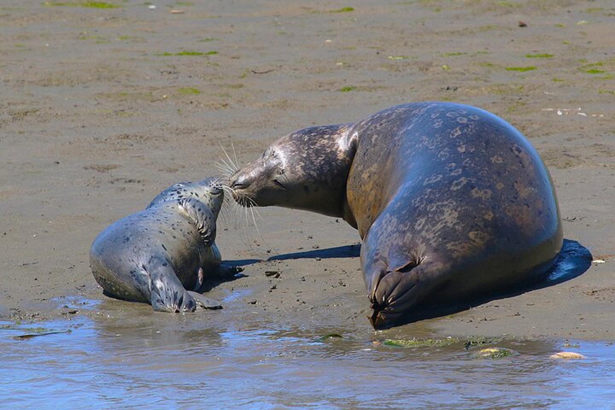 Monterey Bay Wildlife Safari Boat Tour - Image 5