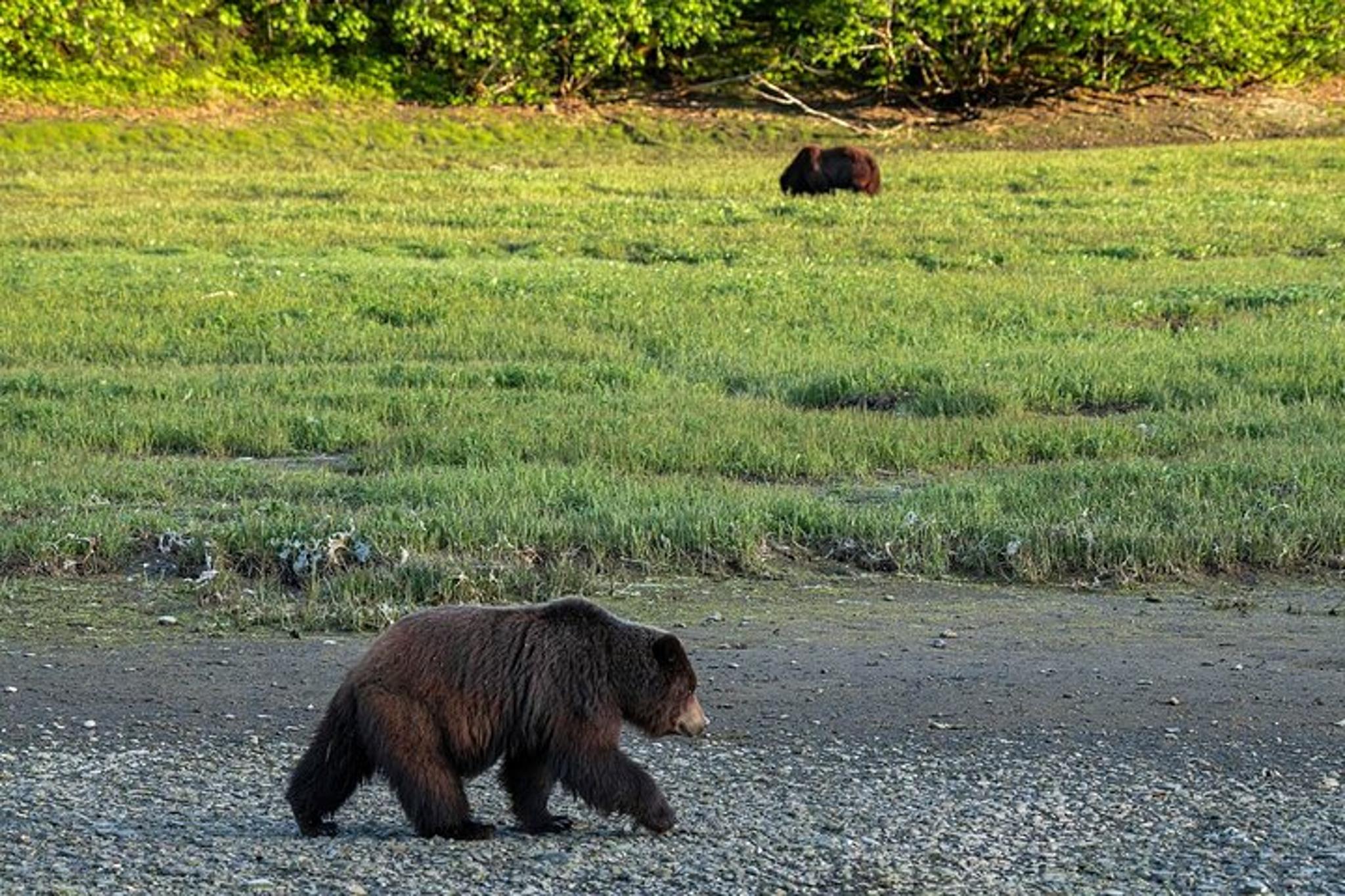 Juneau Bear Viewing Tour on Admiralty Island - Image 3