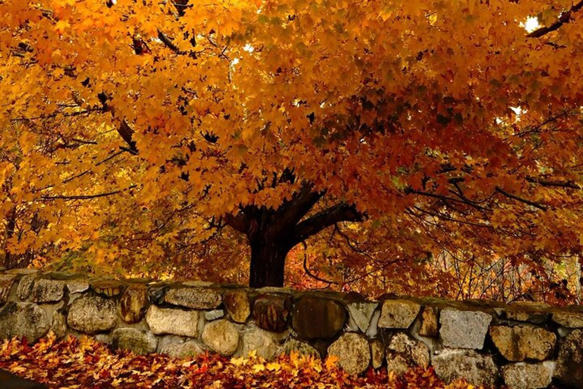 Boston Fall Foliage Day Trip to White Mountains - Image 6