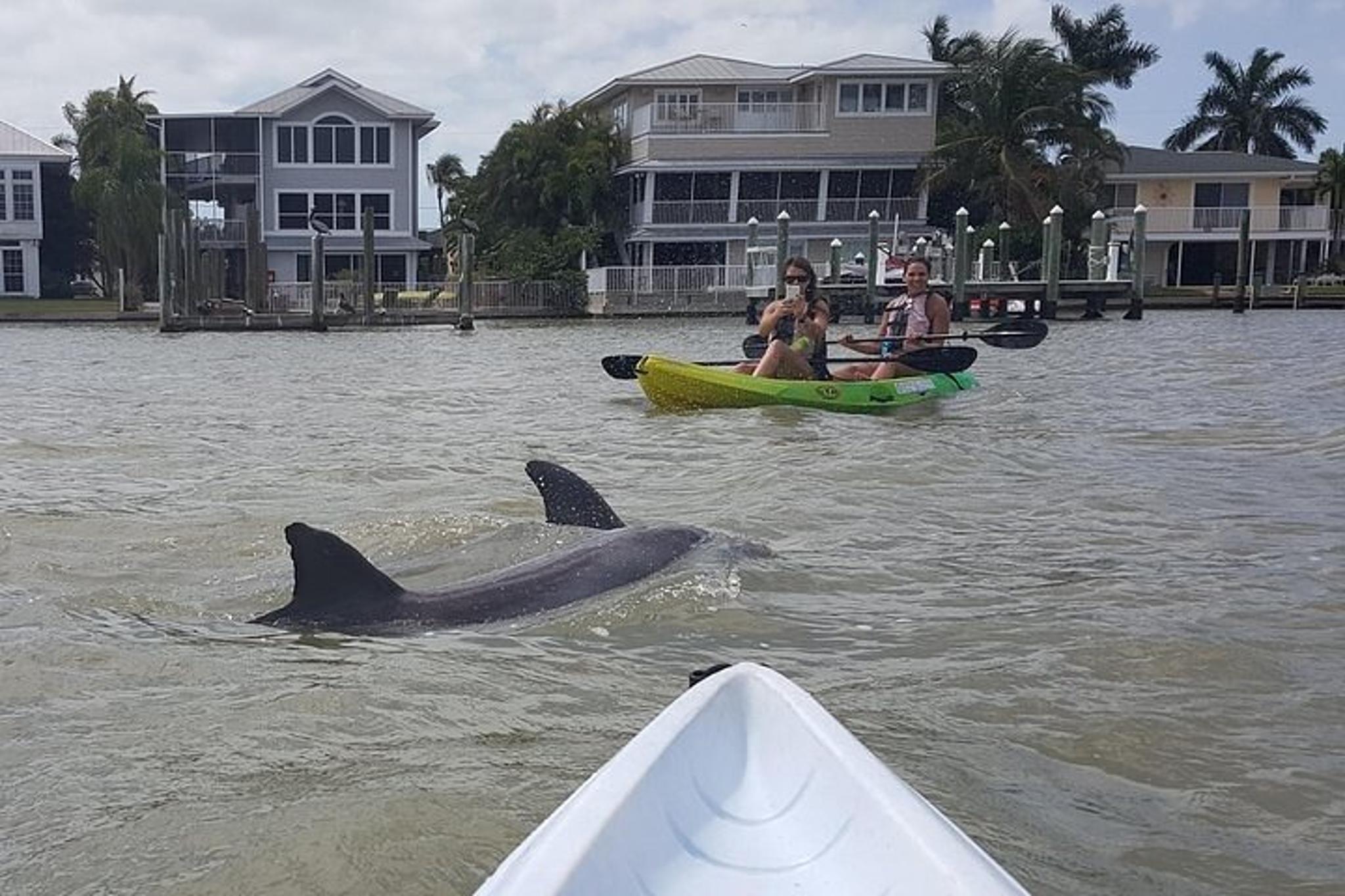 Pelican Bay Kayak Dolphin Eco Tour - Image 2