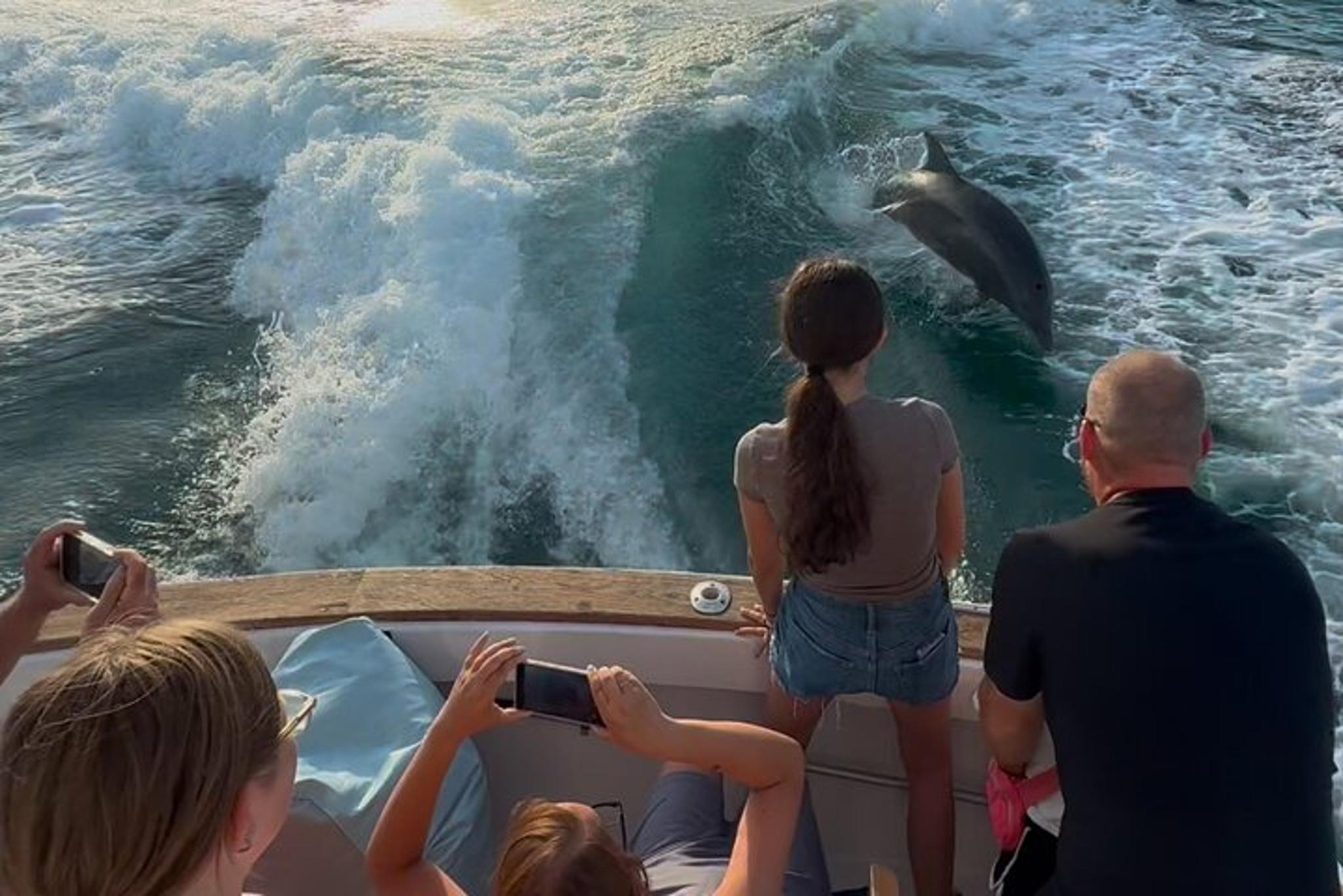 Panama City Beach Dolphin Sightseeing Tour 2 hr - Image 2