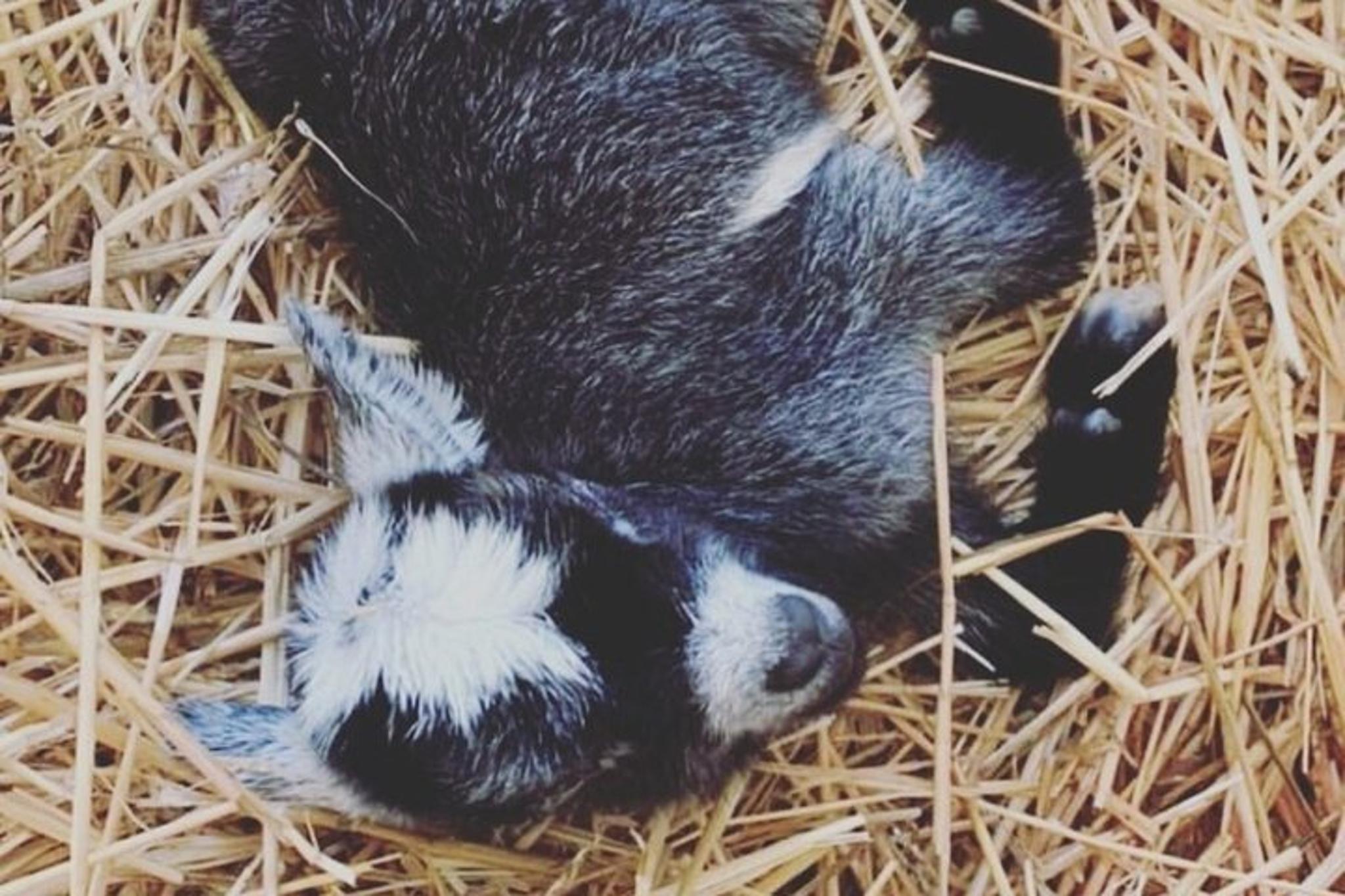 Fredericksburg Baby Goat Cuddling and Wine Tour 30 min - Image 2