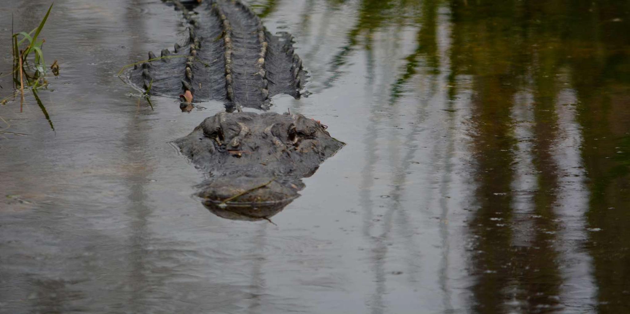 Miami Everglades Airboat Tour - Image 5
