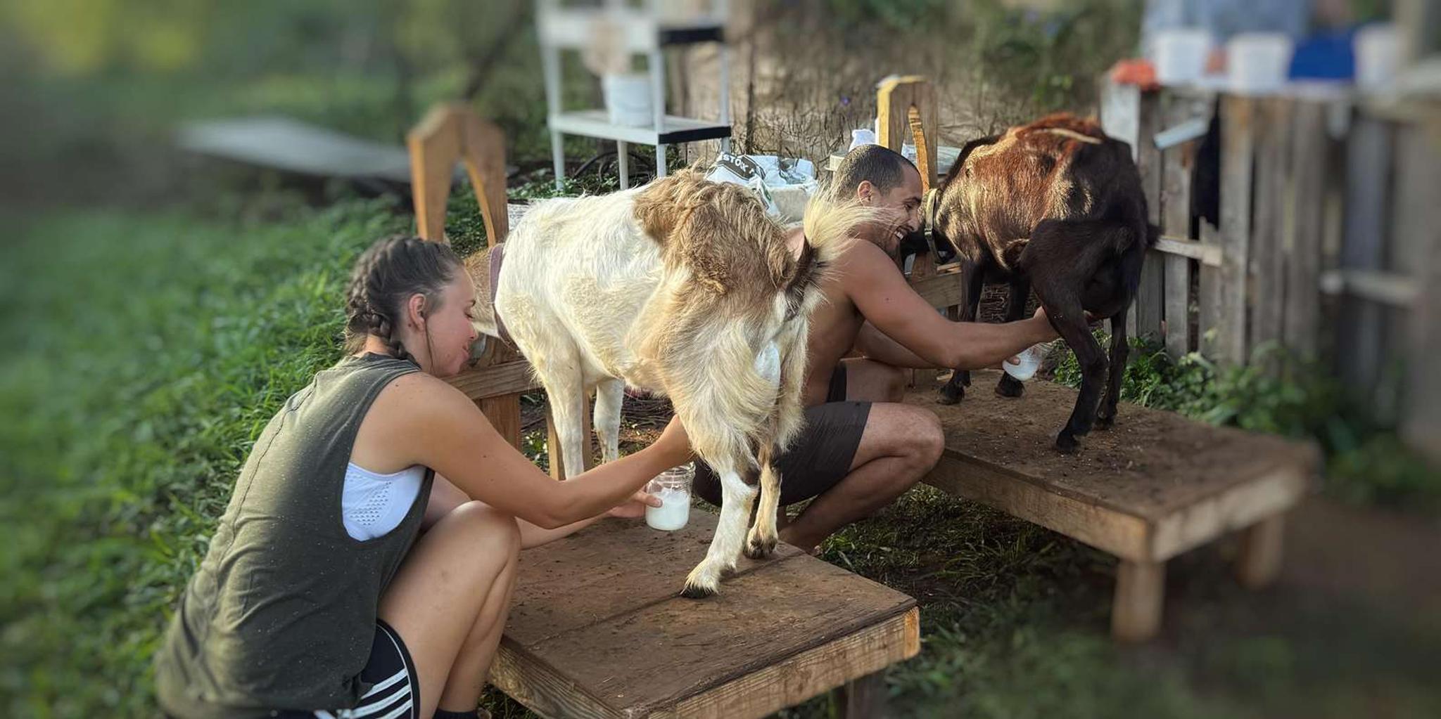 Kauai Farm Animal Experience and MicroDairy Tour - Image 4