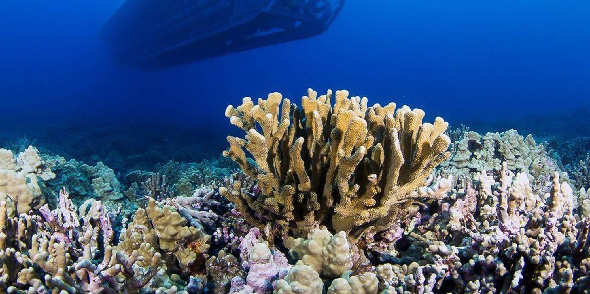 Kona Submarine Adventure - Image 2