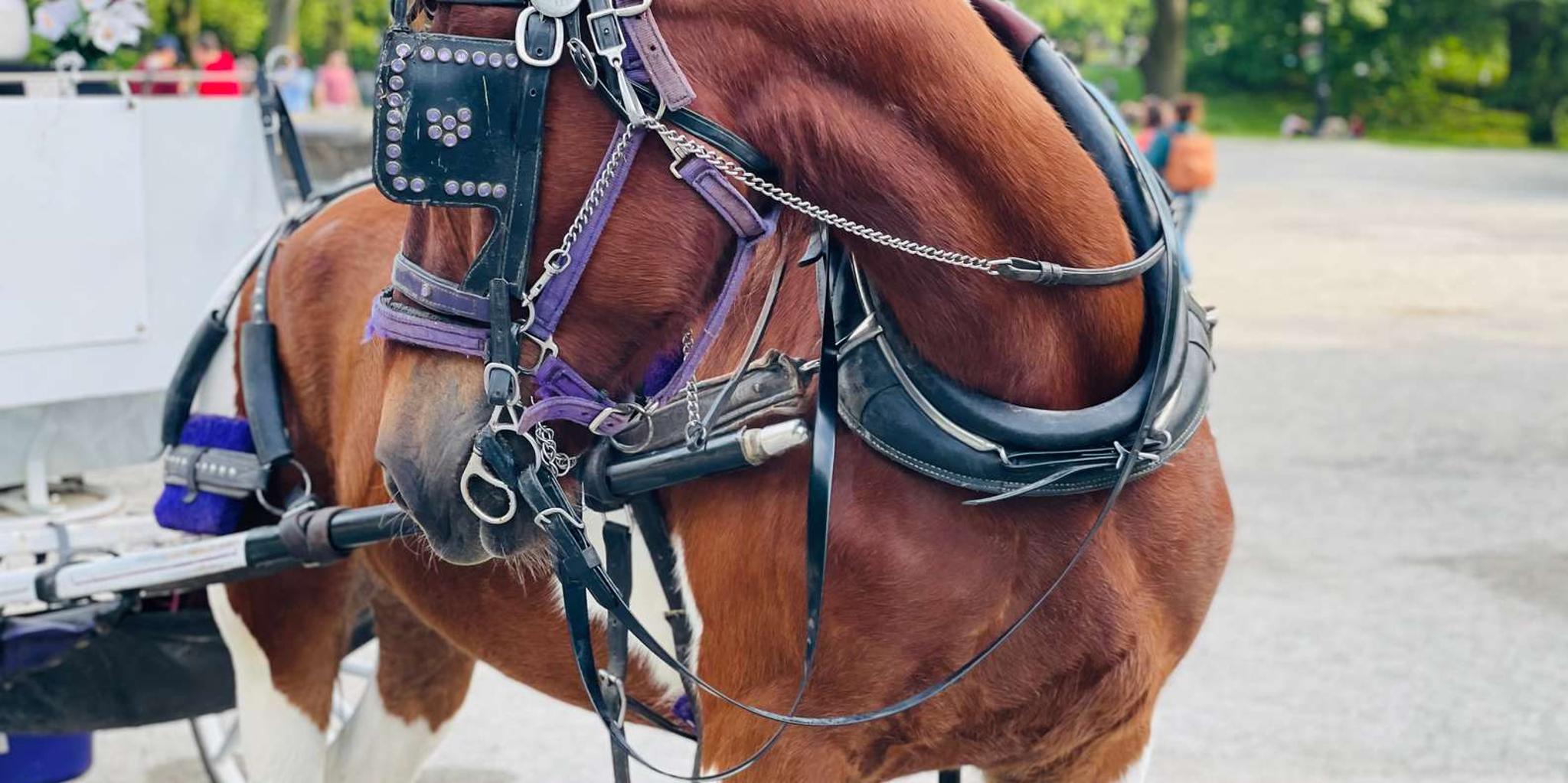 New York City Central Park Horse and Carriage Tour - Image 3