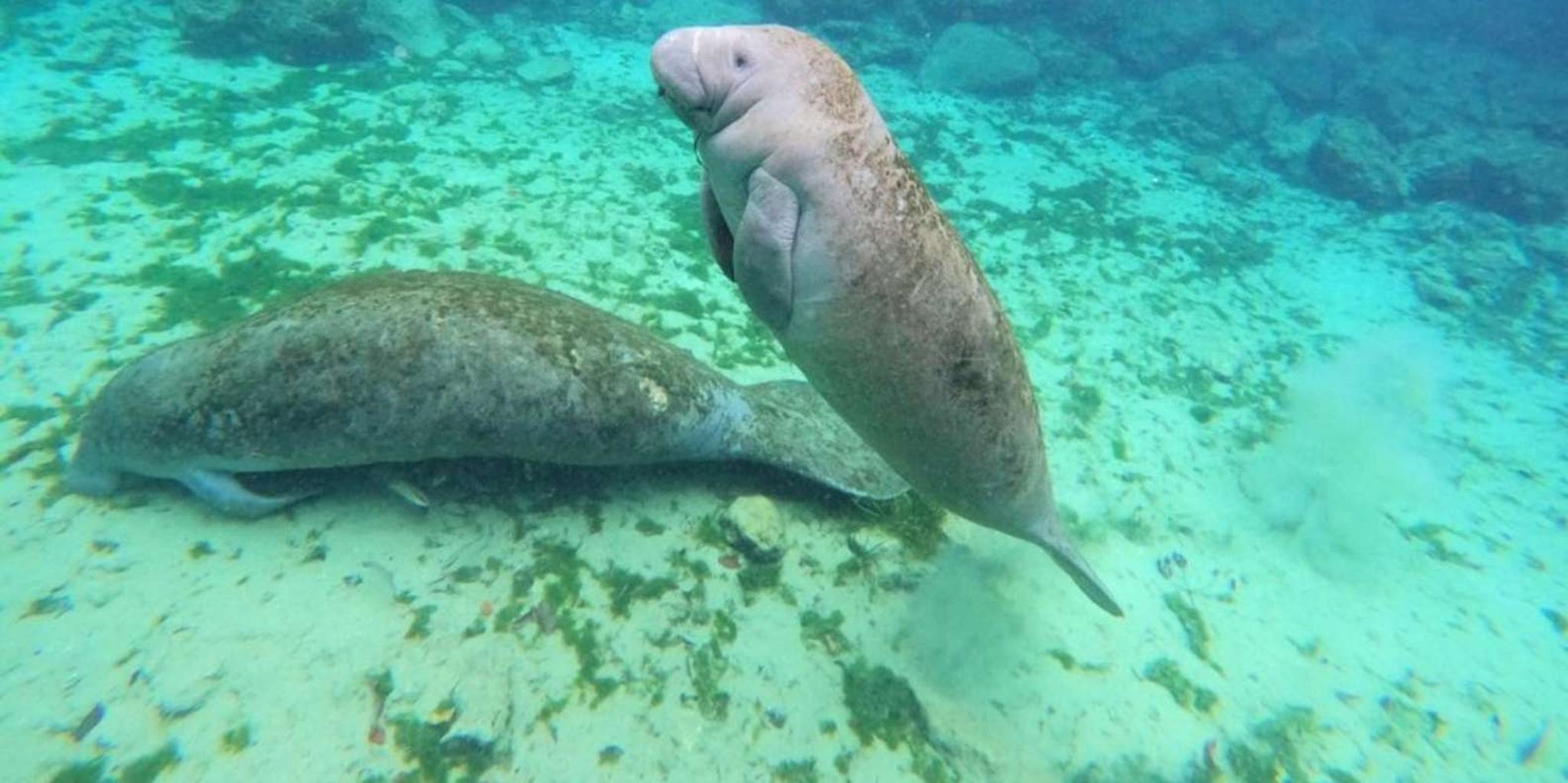 Crystal River Kayak and Swim with Manatees Tour 2.5 hr - Image 3