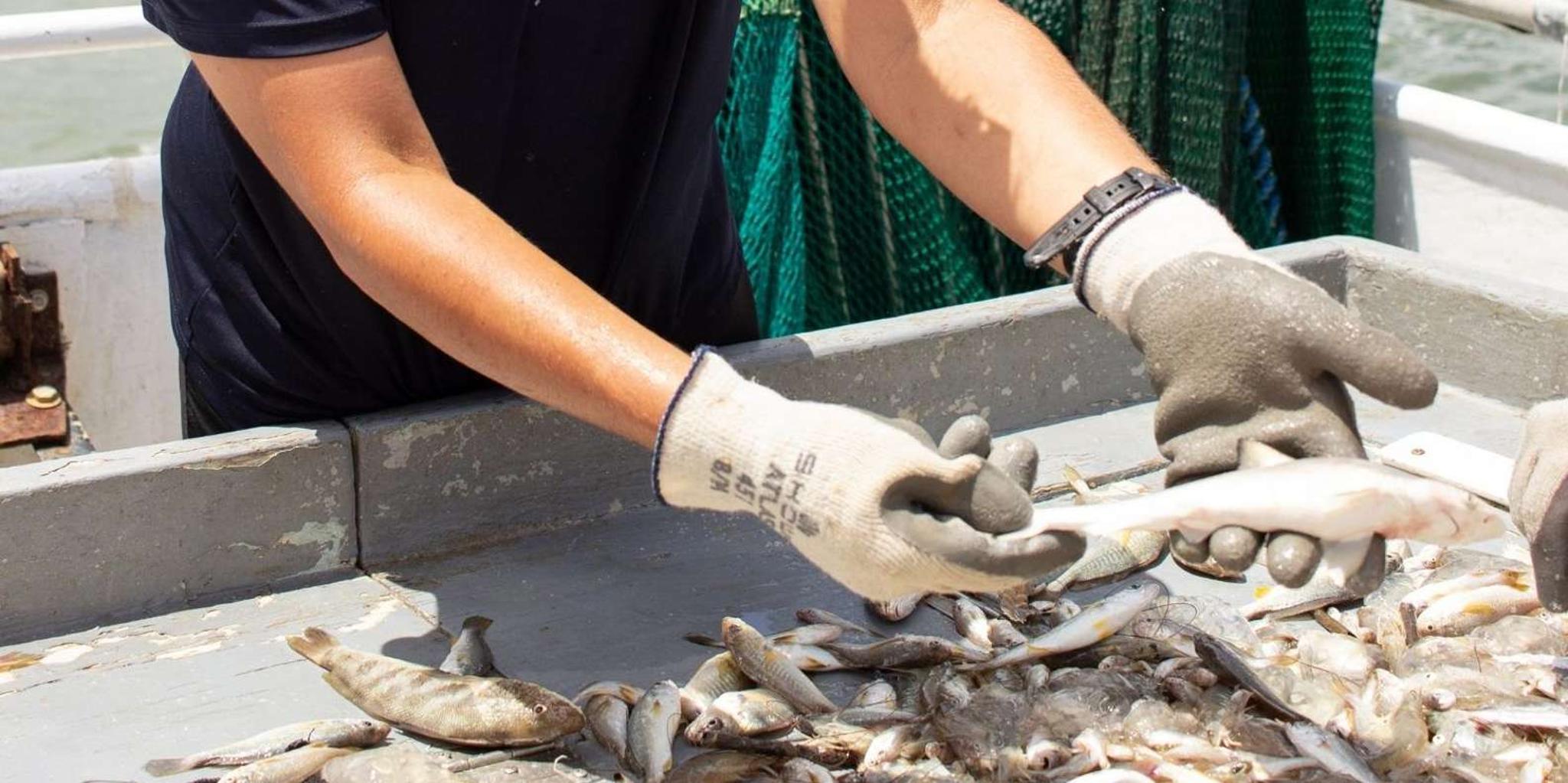 Hilton Head Shrimp Trawling Boat Tour