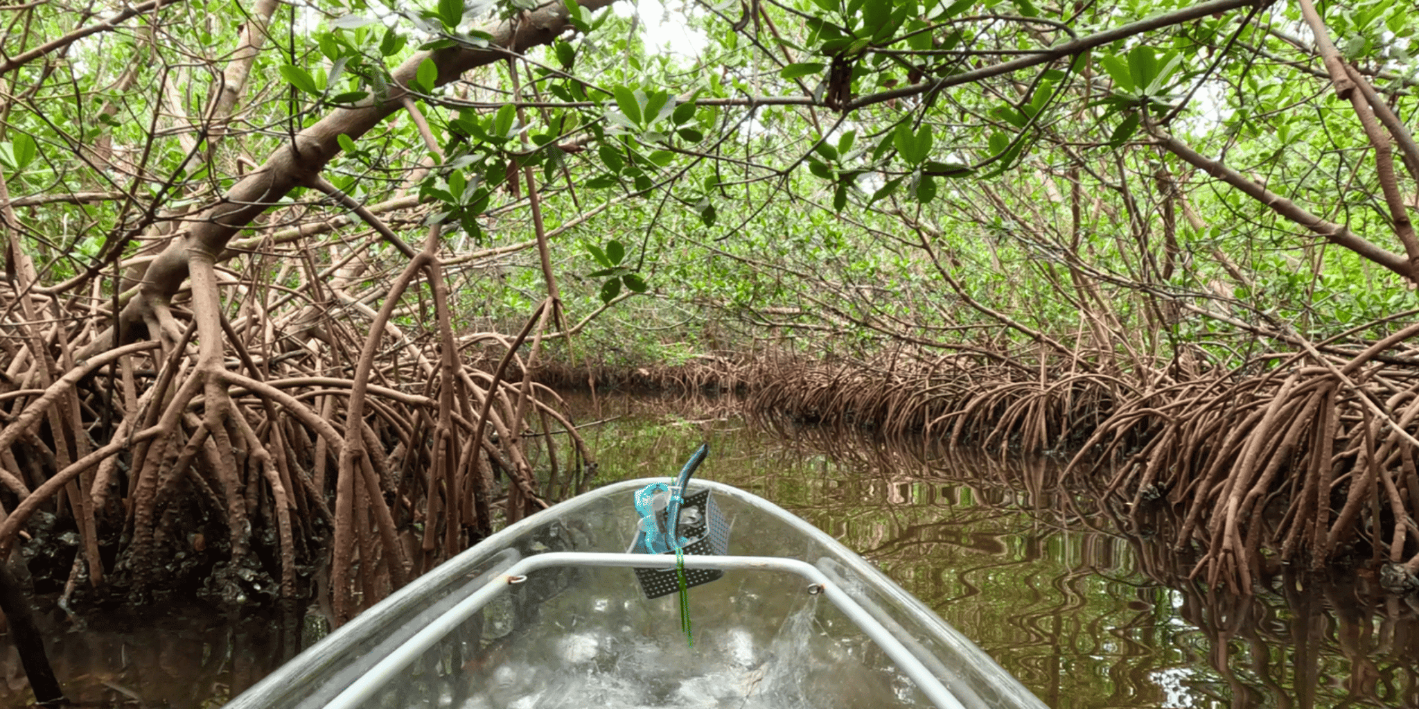 Sarasota Clear Kayak Mangrove Tunnel Tour - Image 6
